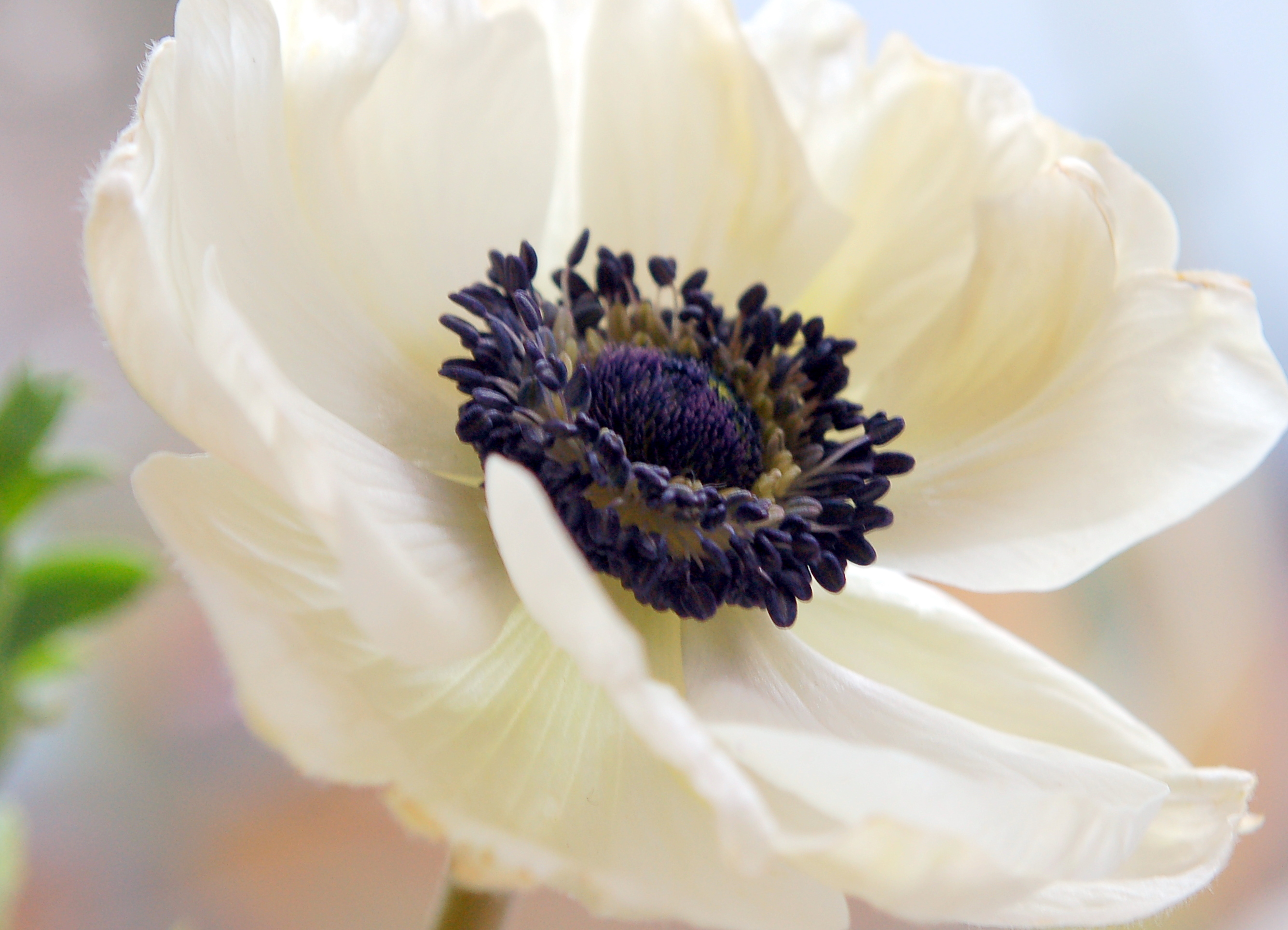 Download mobile wallpaper Nature, Flowers, Flower, Macro, Earth, Anemone, White Flower for free.