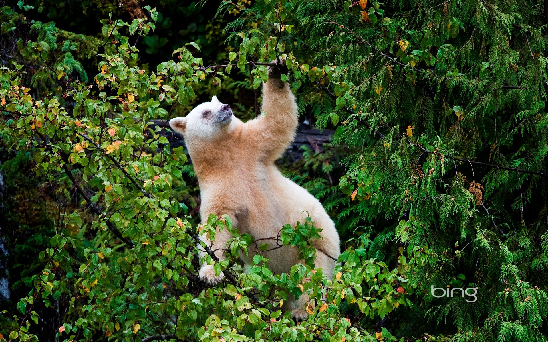 Скачать обои Кермодский Медведь на телефон бесплатно