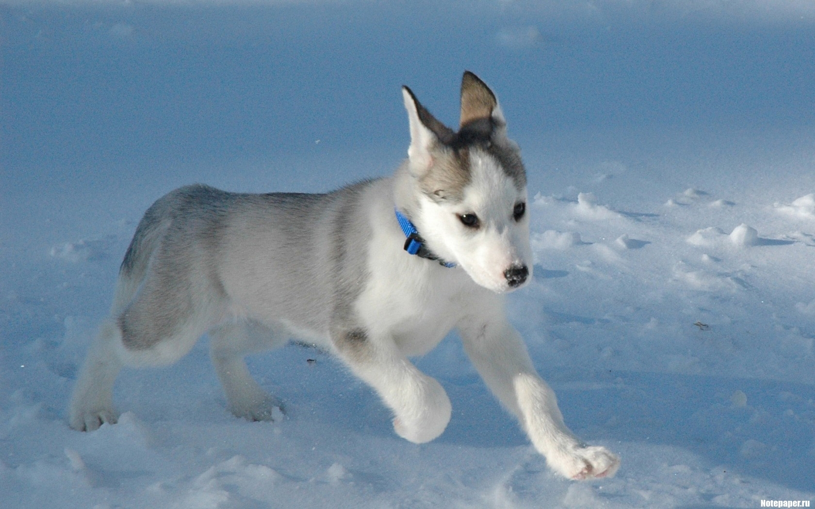 Baixe gratuitamente a imagem Animais, Cães, Neve na área de trabalho do seu PC