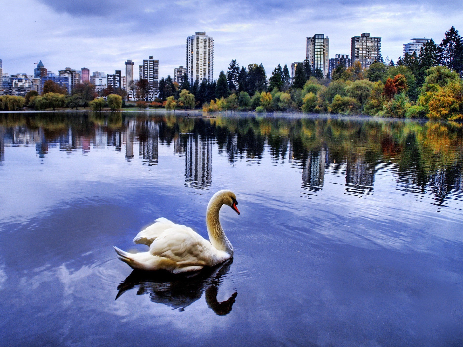 Download mobile wallpaper Bank, Shore, City, Swan, Animals, Sea for free.