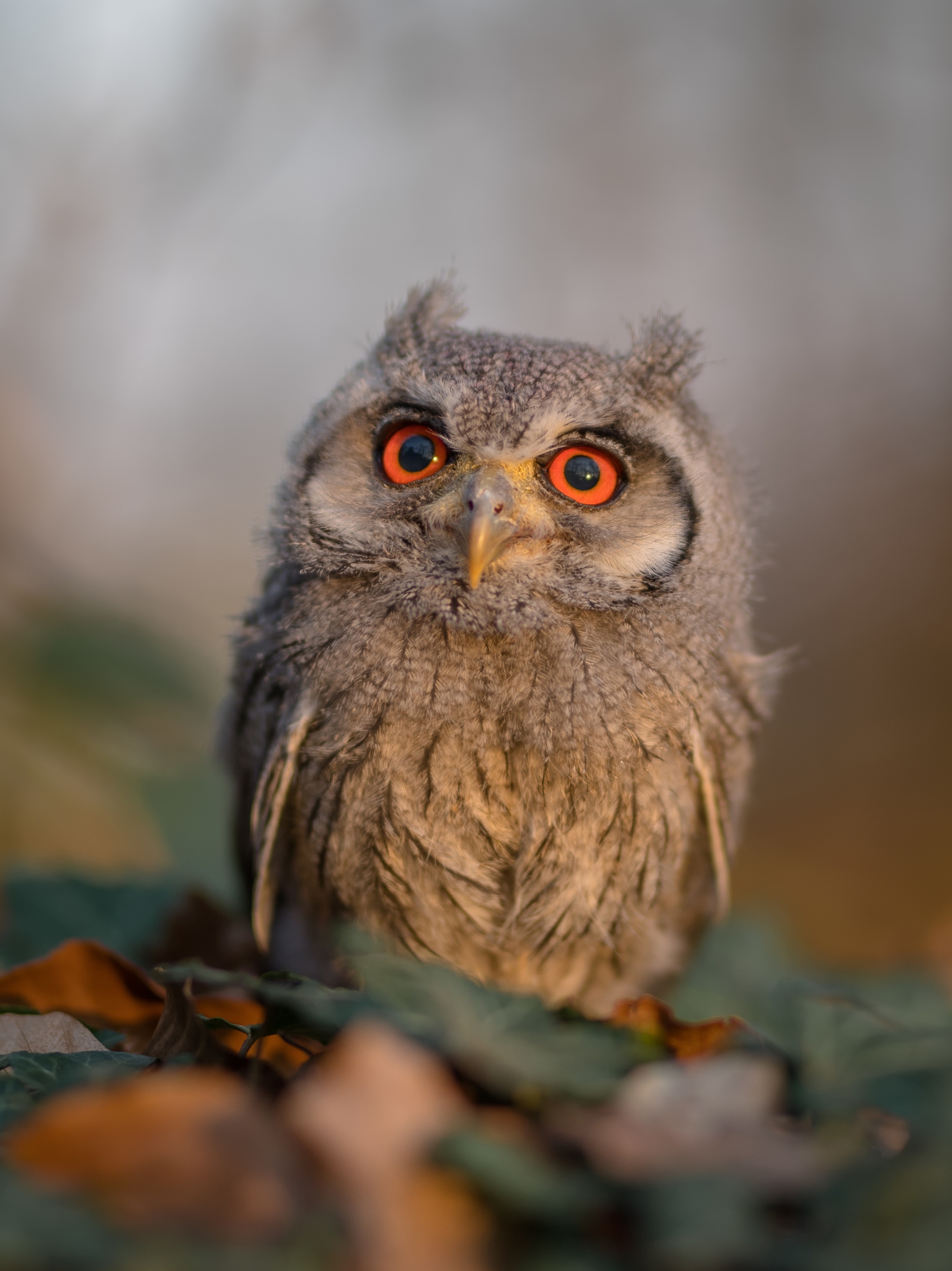 無料モバイル壁紙動物, 鳥, フクロウをダウンロードします。