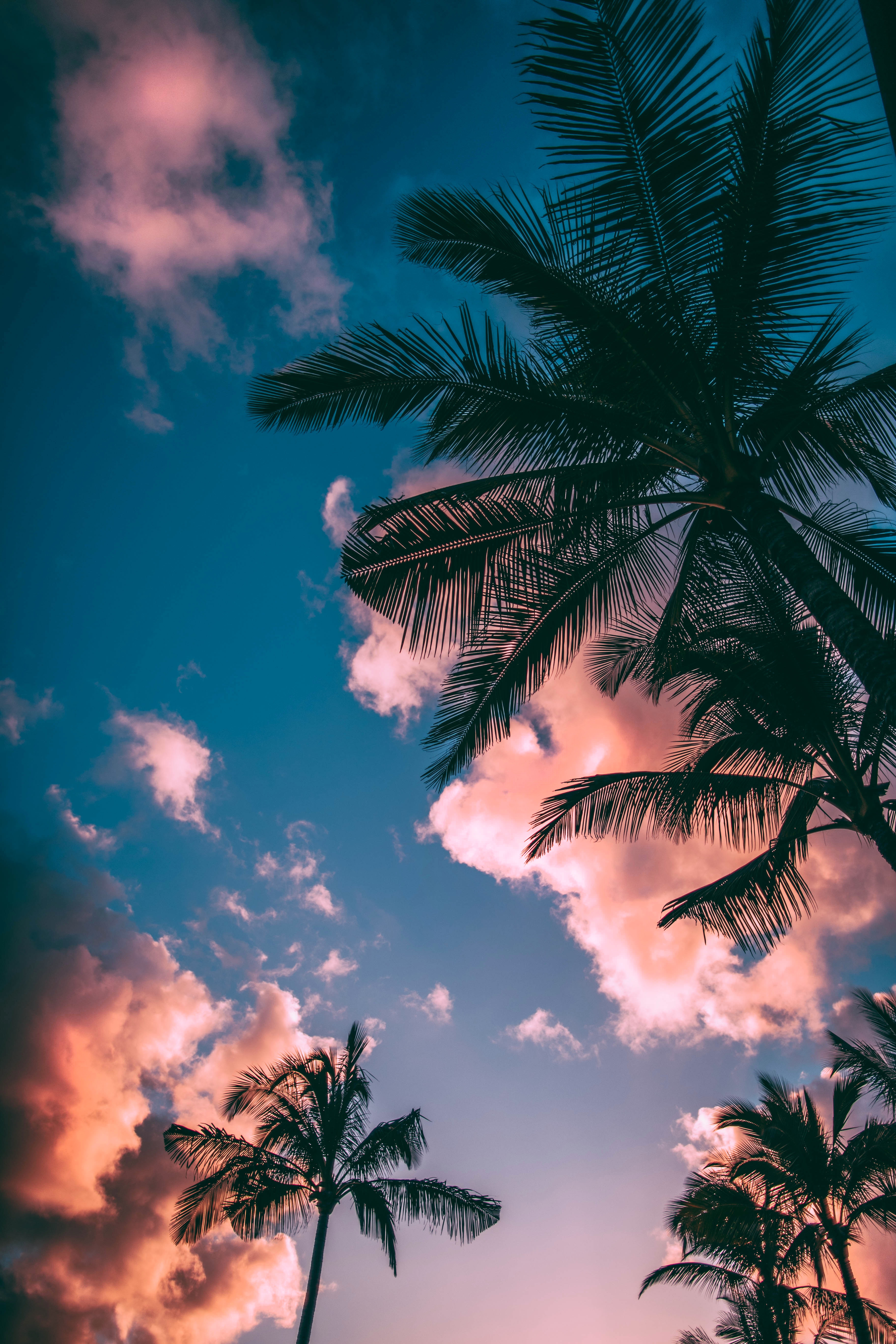 sky, sunset, palms, bottom view, nature, clouds, branches, porous