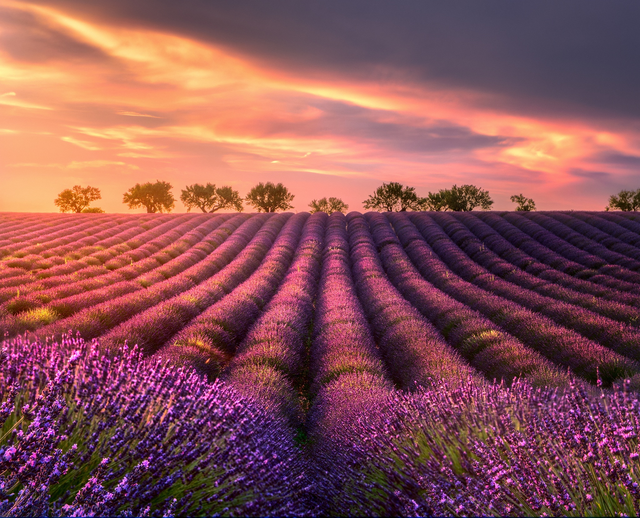 Free download wallpaper Nature, Flowers, Summer, Flower, Sunrise, Earth, Field, Lavender, Purple Flower on your PC desktop