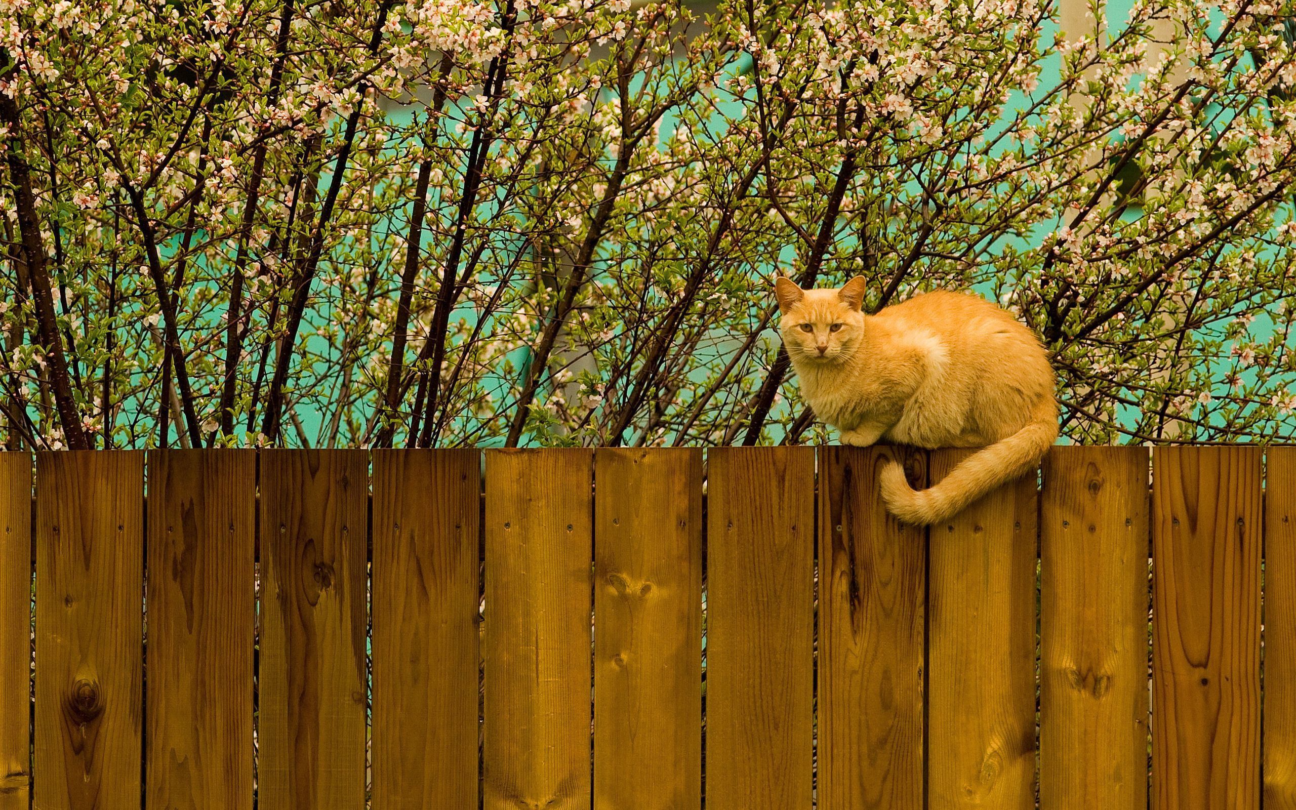 Download mobile wallpaper Sit, Animals, Fence, Cat, Nature for free.