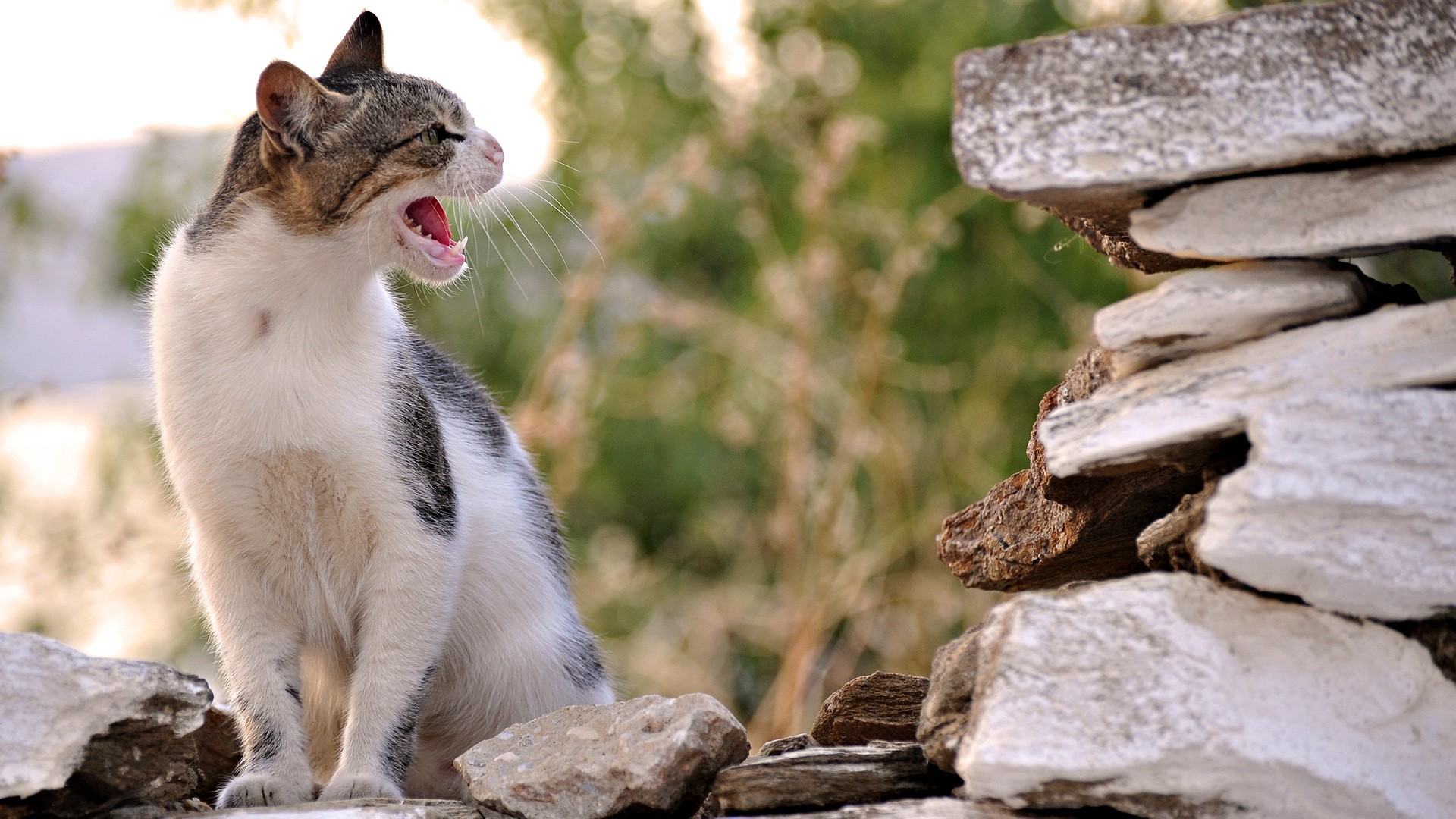 Handy-Wallpaper Tiere, Katzen, Katze kostenlos herunterladen.