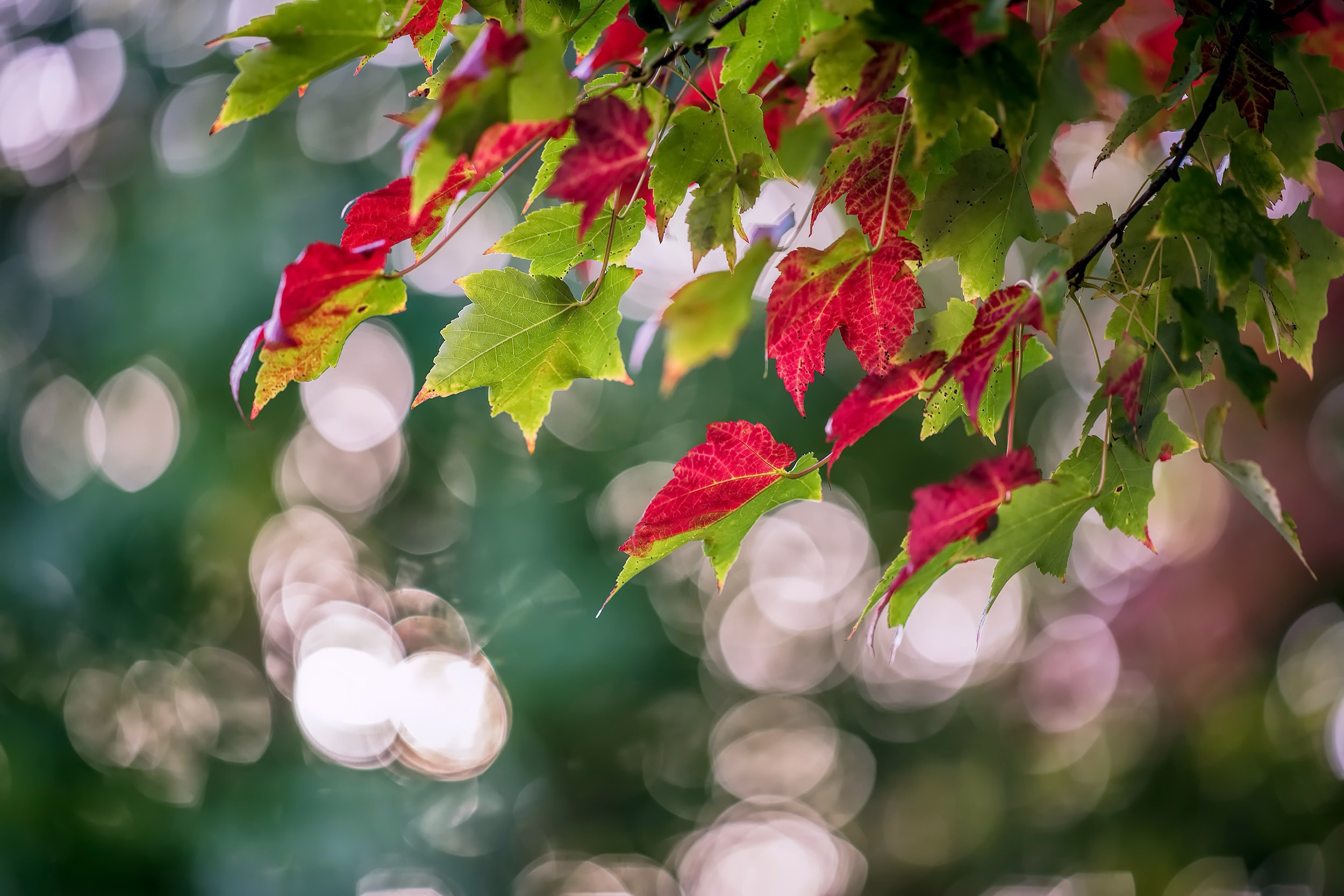 Download mobile wallpaper Nature, Leaf, Earth, Bokeh, Depth Of Field for free.