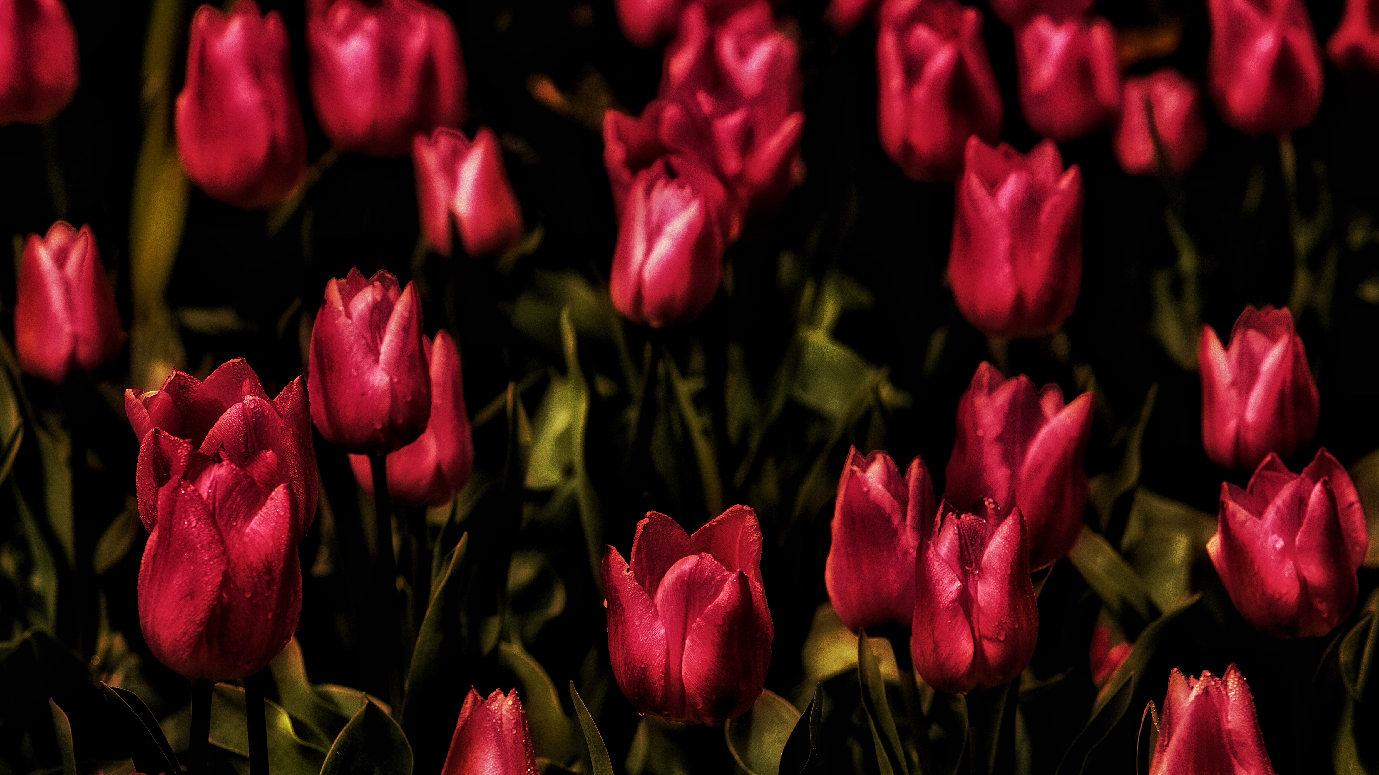 Téléchargez des papiers peints mobile Fleurs, Fleur, Tulipe, Fleur Rouge, La Nature, Terre/nature gratuitement.