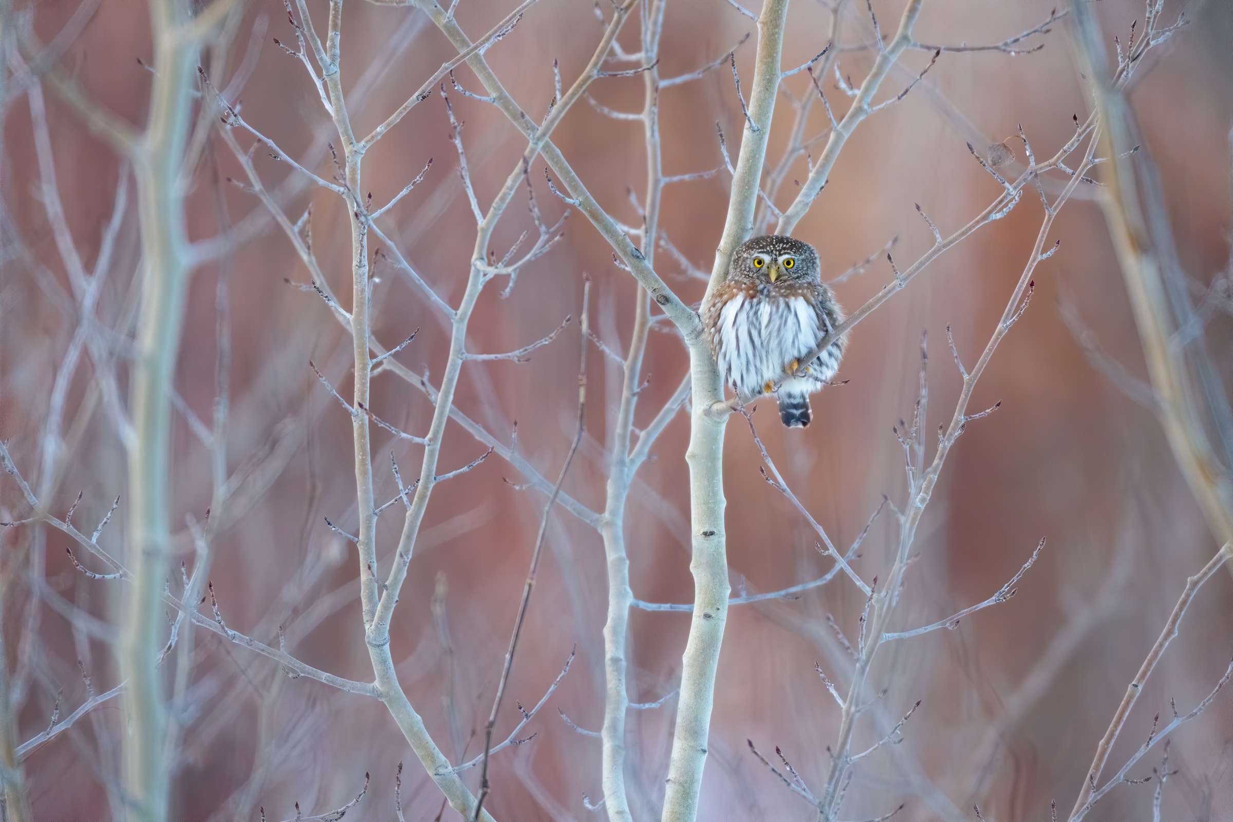 Download mobile wallpaper Birds, Owl, Bird, Animal for free.