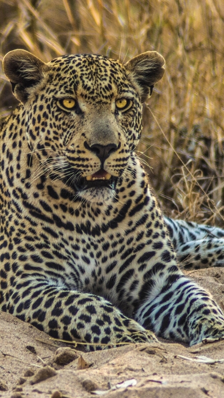 Download mobile wallpaper Cats, Leopard, Animal for free.