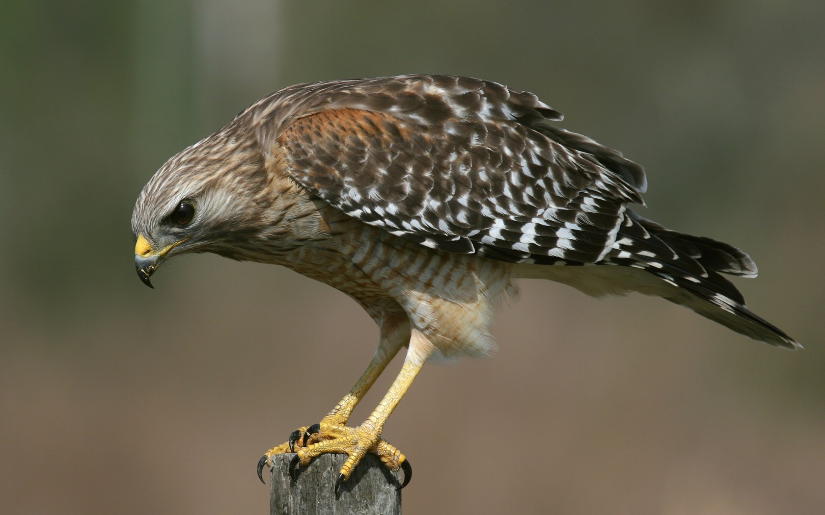 Free download wallpaper Birds, Animal, Hawk on your PC desktop