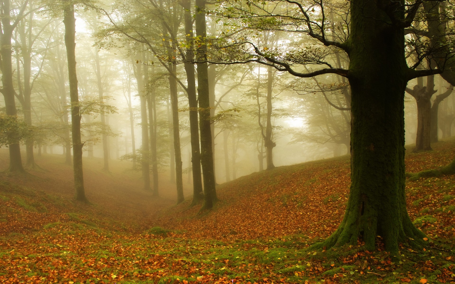 Laden Sie das Bäume, Blätter, Landschaft, Herbst-Bild kostenlos auf Ihren PC-Desktop herunter