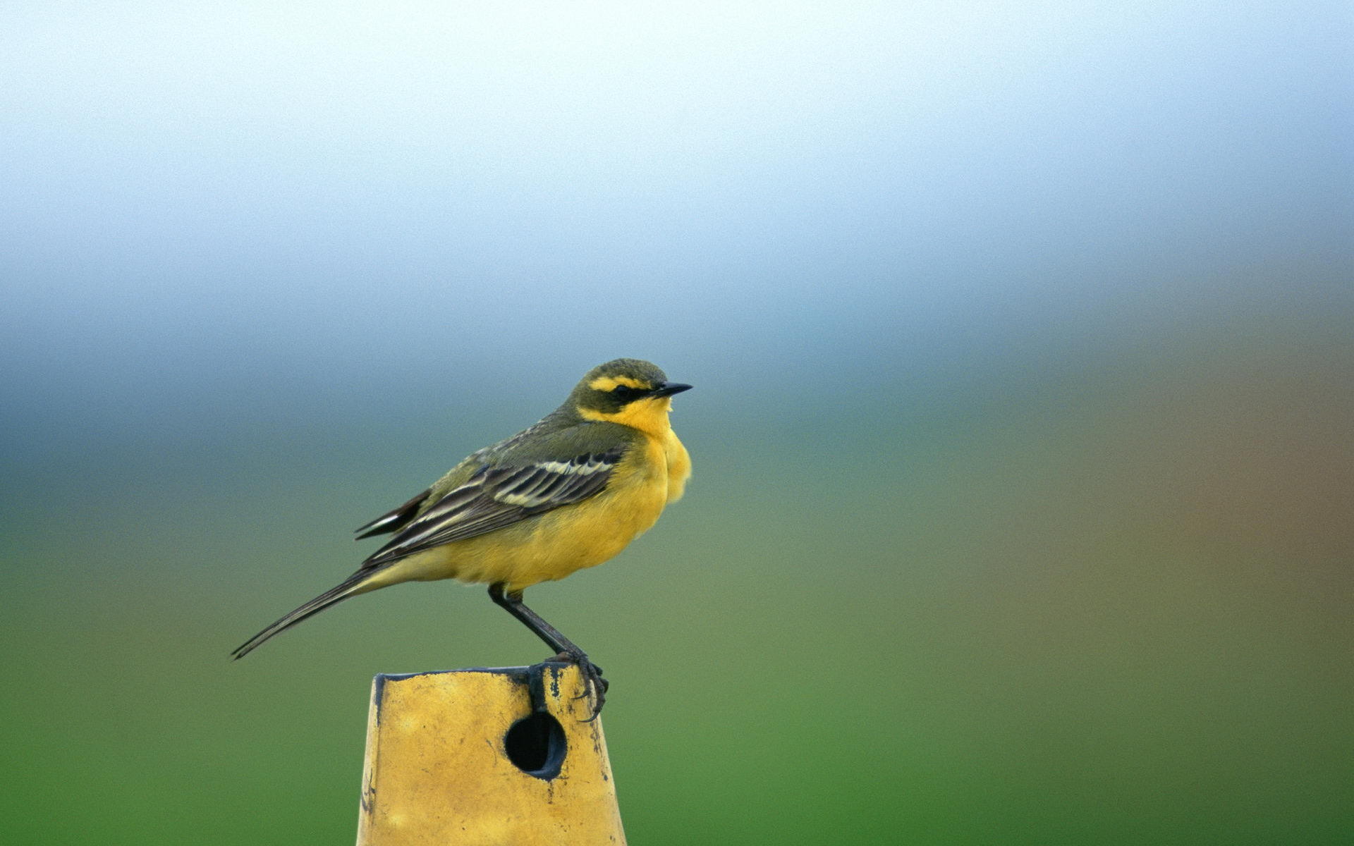 Descarga gratuita de fondo de pantalla para móvil de Animales, Aves, Ave.