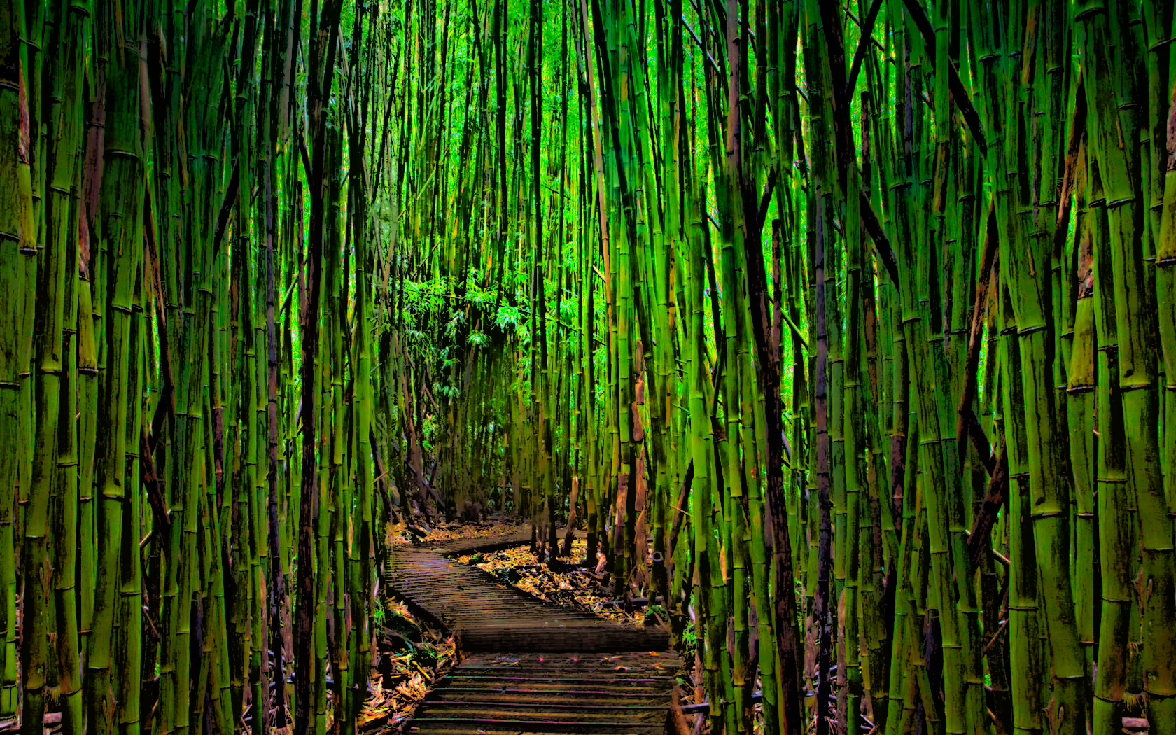 Téléchargez gratuitement l'image Bambou, Terre/nature sur le bureau de votre PC