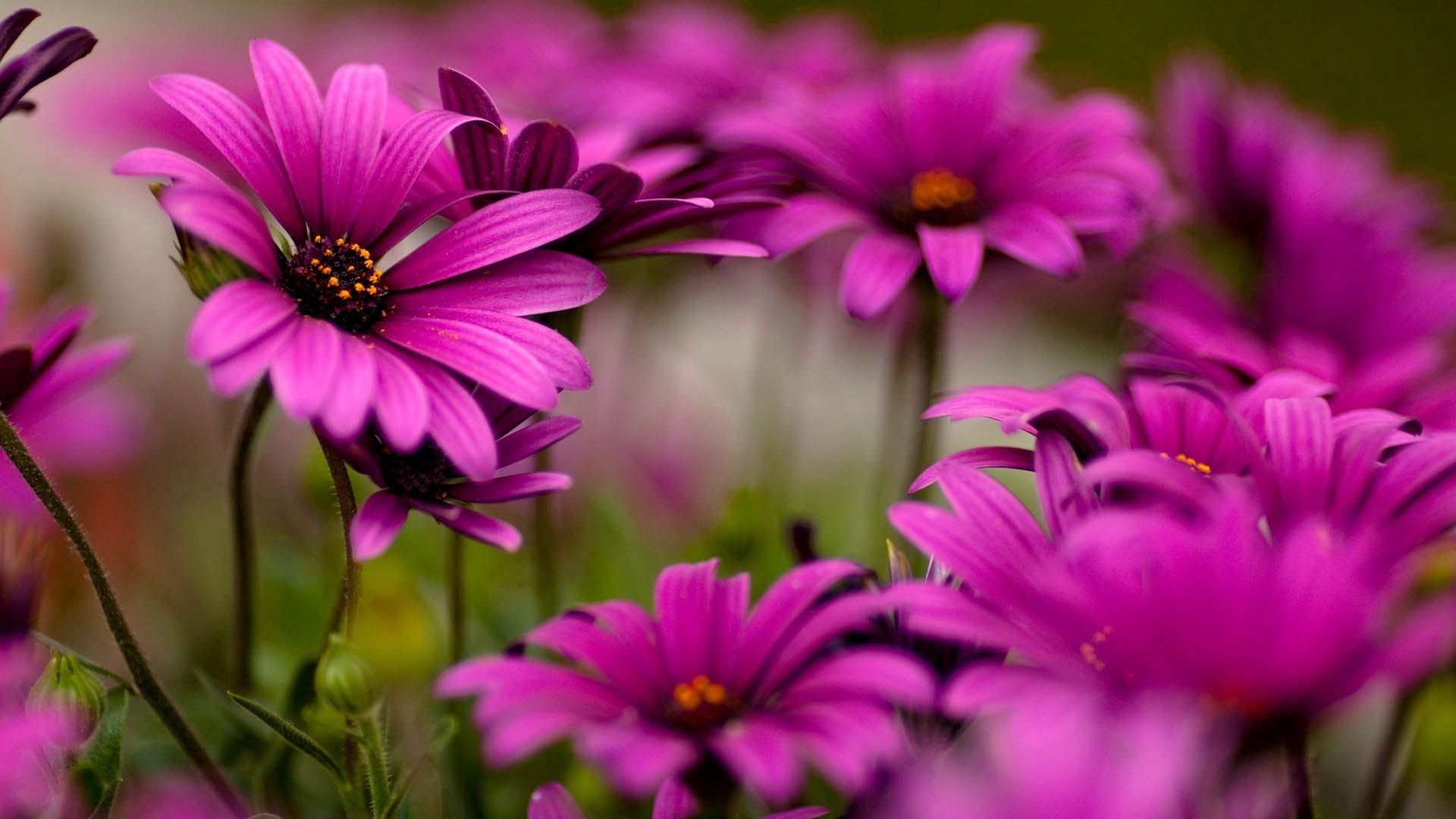 macro, petals, flowers, plant HD for desktop 1080p