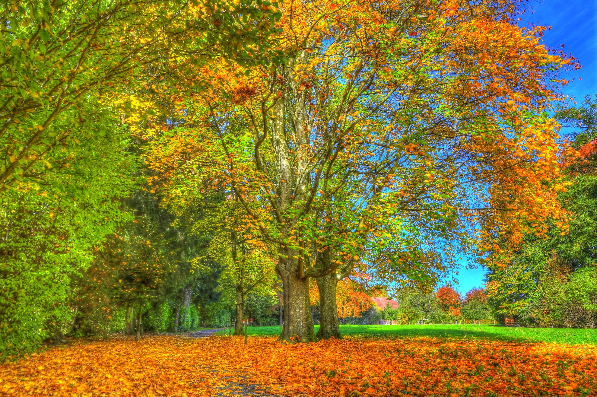 PCデスクトップに木, 秋, 公園, 写真撮影画像を無料でダウンロード