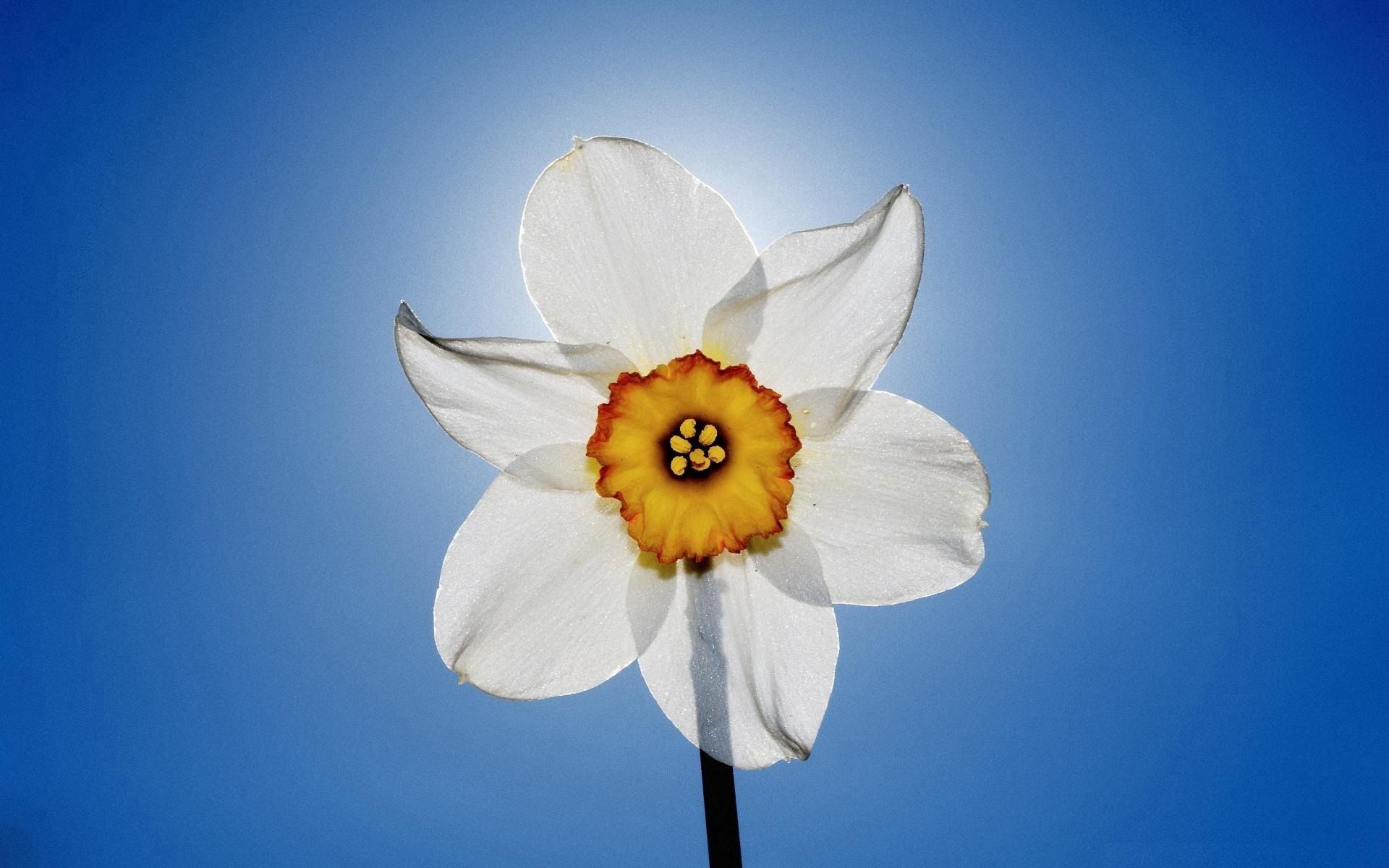 Free download wallpaper Narcissus, Close Up, Sky, Flowers on your PC desktop