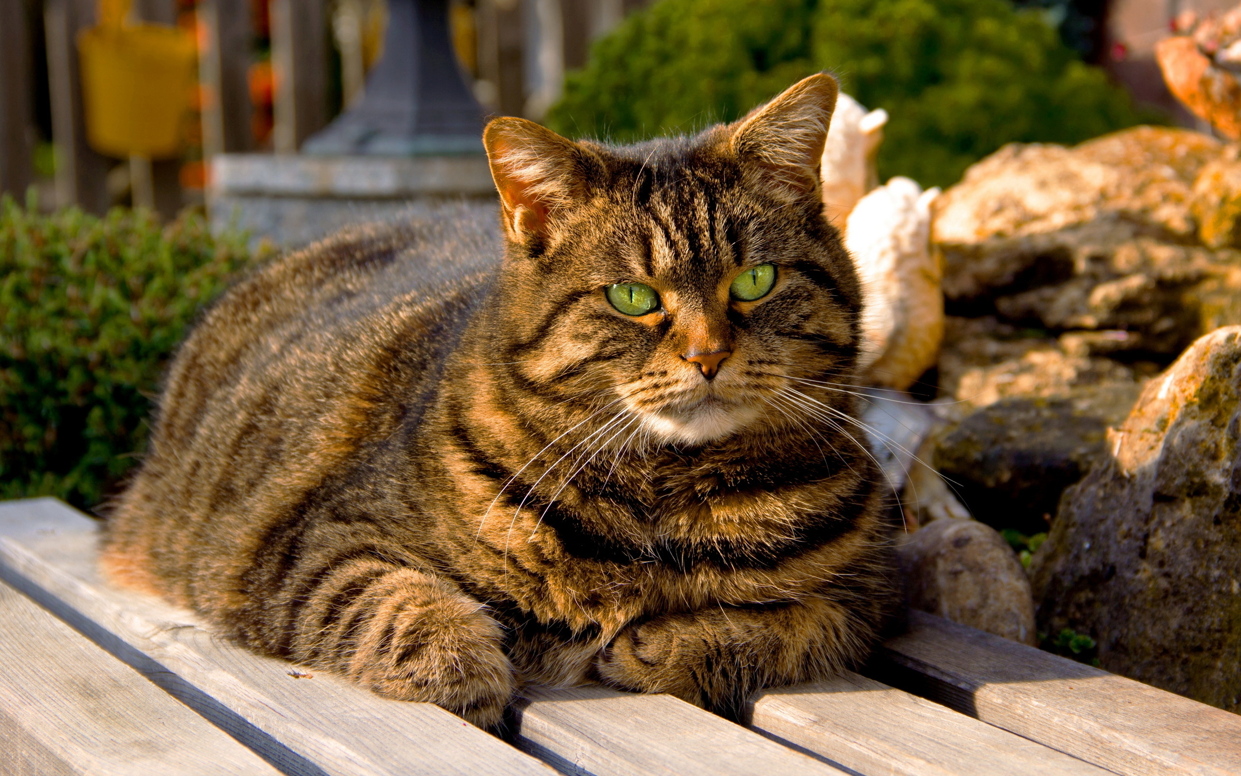 Baixar papel de parede para celular de Animais, Gatos, Gato gratuito.