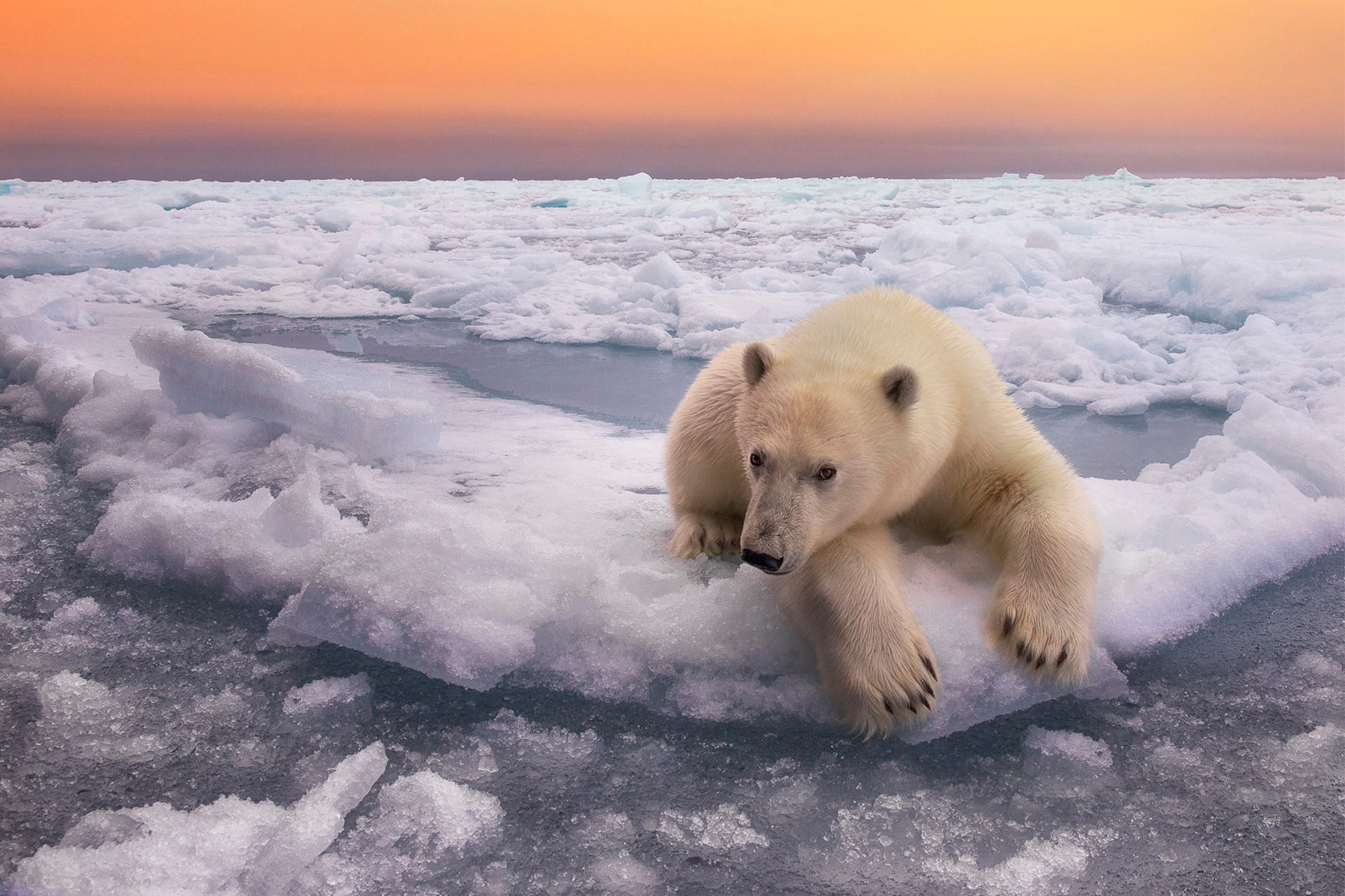 PCデスクトップに動物, 氷, 地平線, クマ, シロクマ画像を無料でダウンロード
