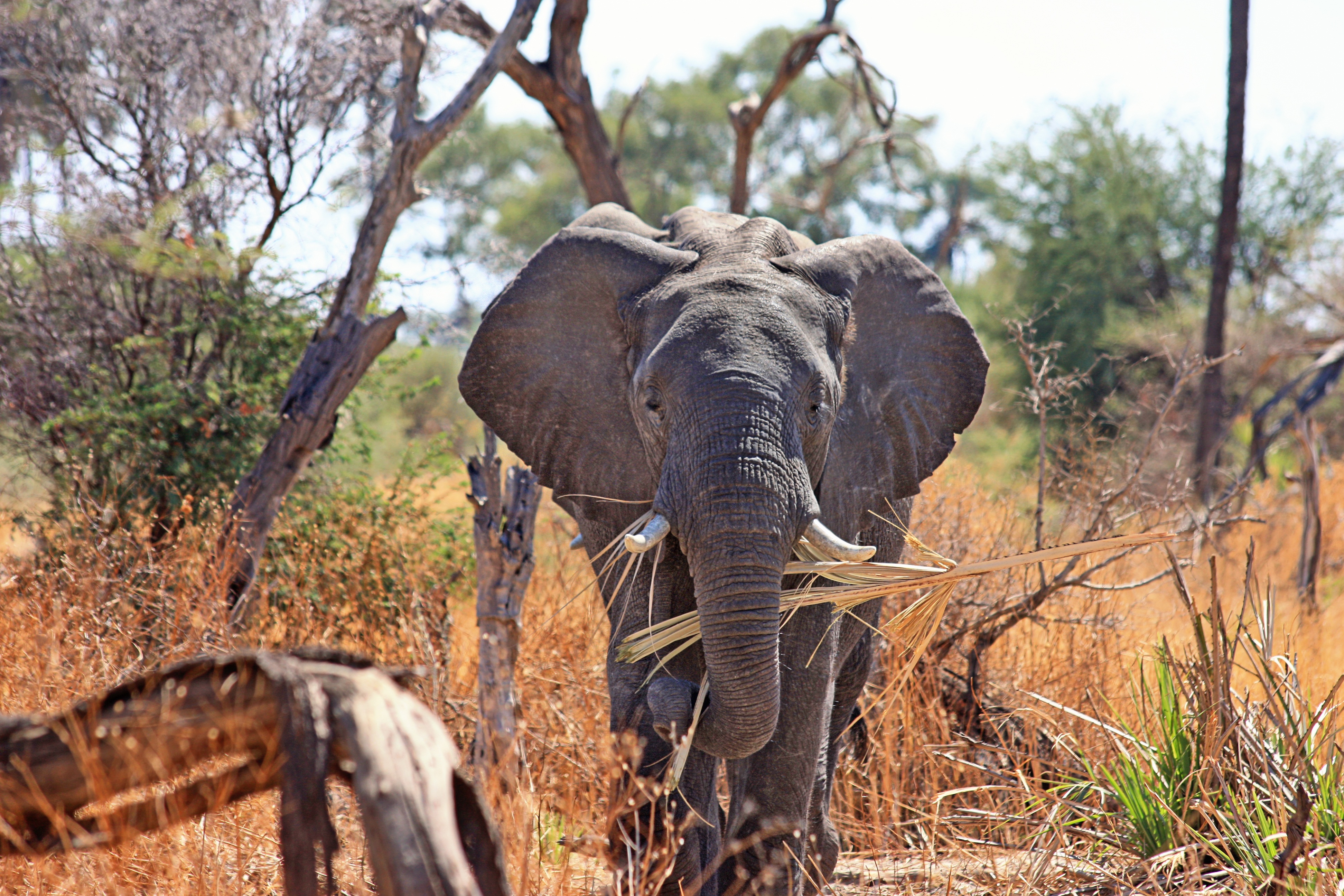 140248 descargar imagen animales, safari, elefante, áfrica, maletero, baúl: fondos de pantalla y protectores de pantalla gratis