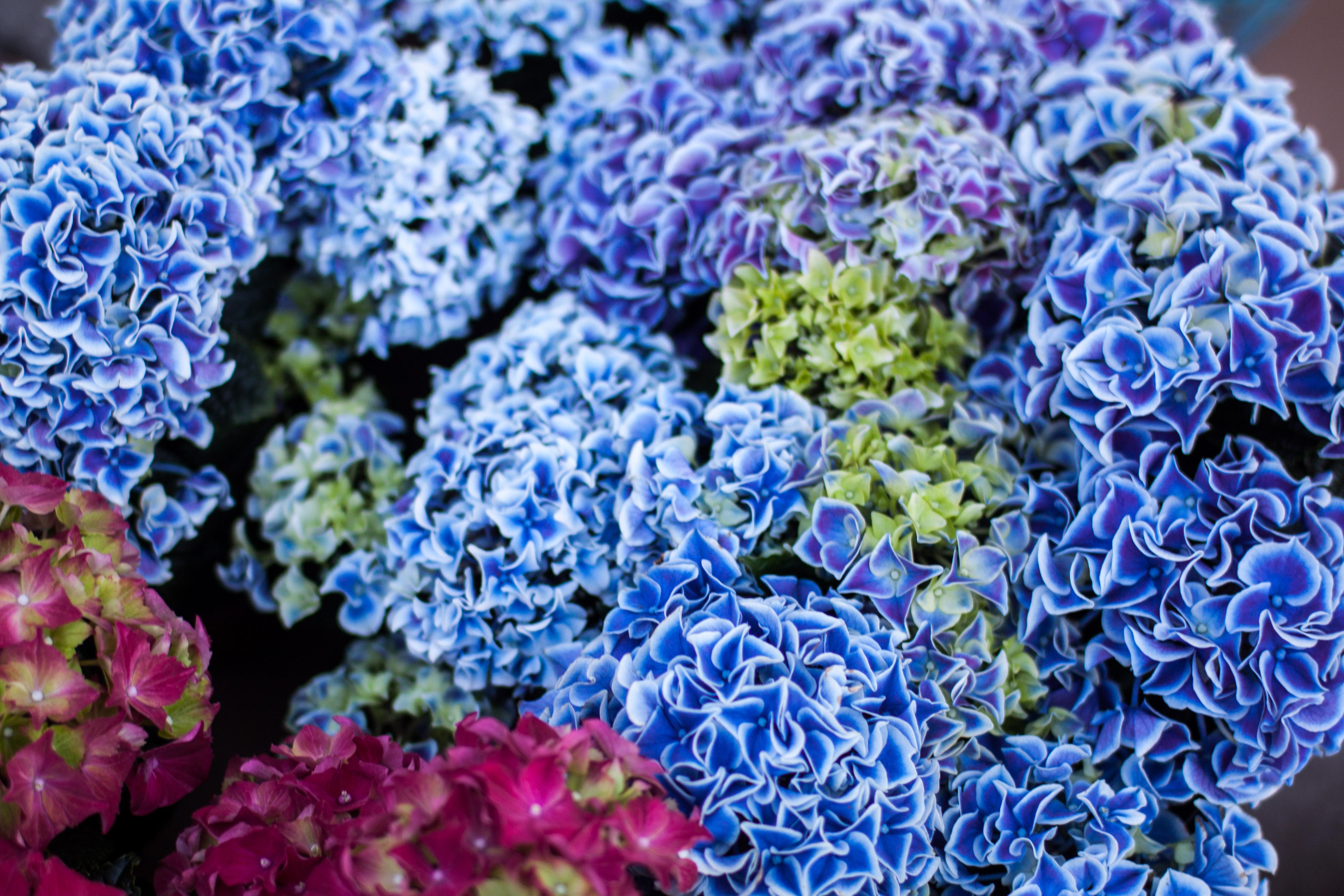 Descarga gratis la imagen Flores, Flor, Hortensia, Tierra/naturaleza, Macrofotografía, Flor Azul en el escritorio de tu PC