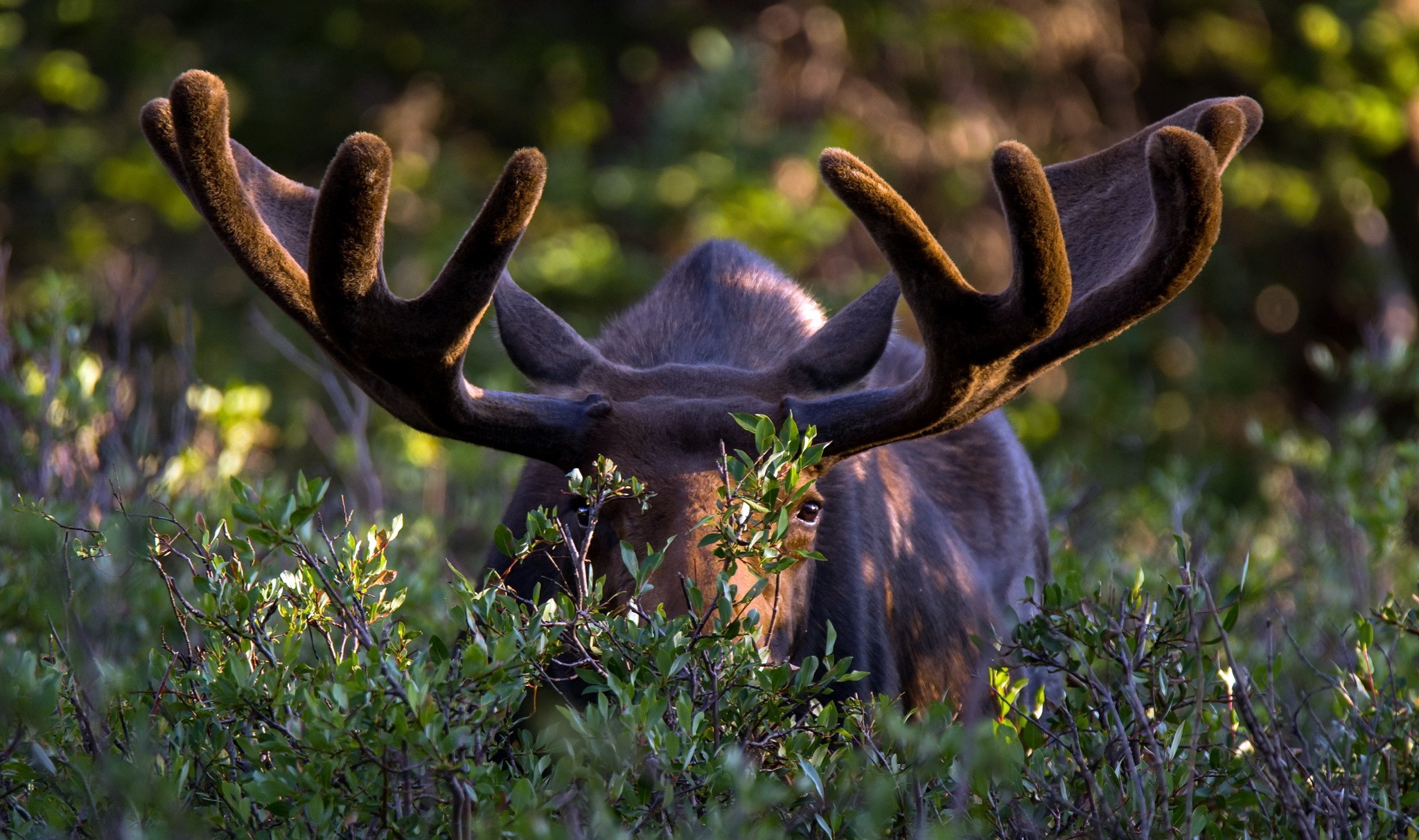 Download mobile wallpaper Animal, Moose, Stare for free.