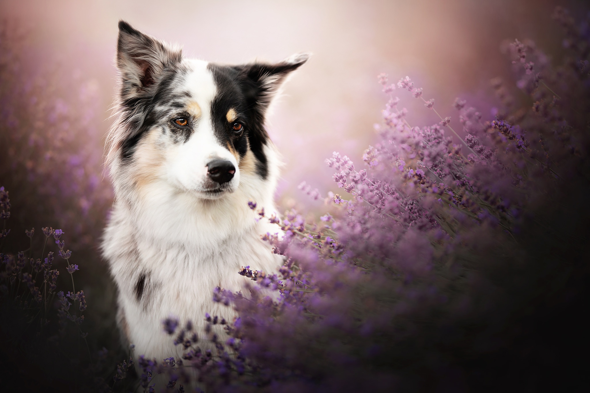 PCデスクトップに動物, 犬, ラベンダー, ボーダーコリー画像を無料でダウンロード
