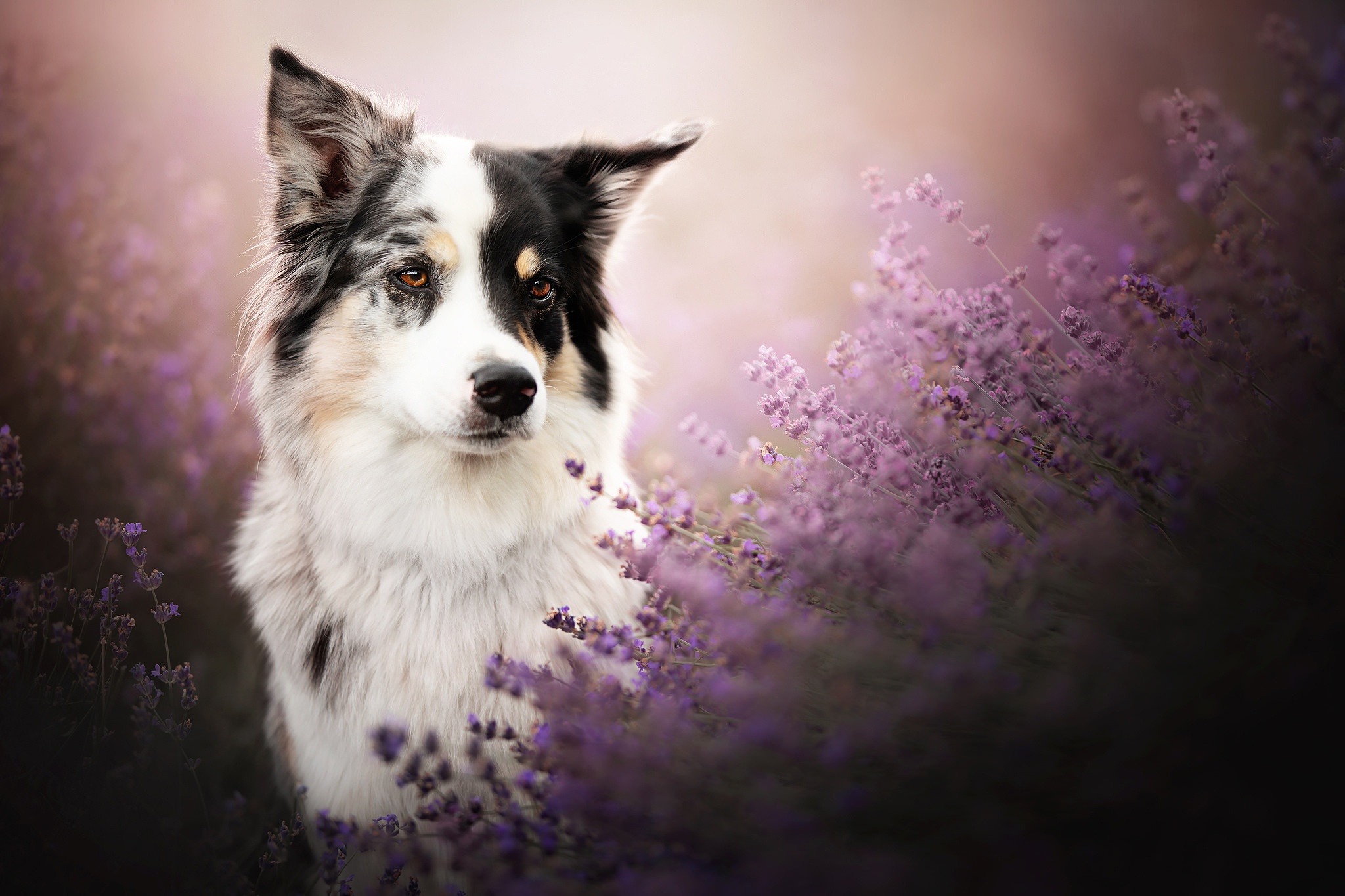 Téléchargez gratuitement l'image Animaux, Chiens, Chien, Lavande, Border Collie sur le bureau de votre PC