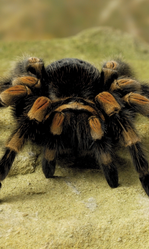 Download mobile wallpaper Spiders, Animal, Tarantula for free.
