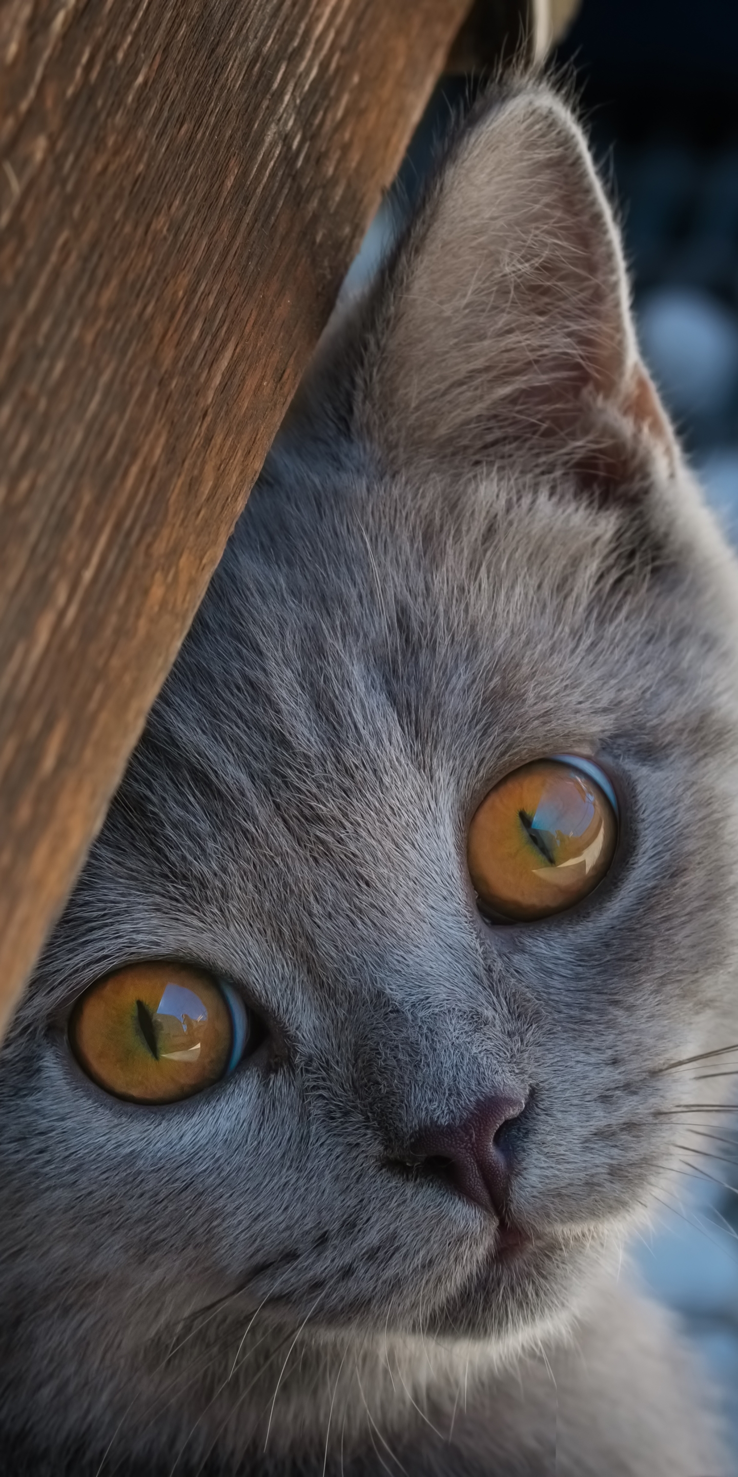 Laden Sie das Tiere, Katzen, Kätzchen, Schnauze, Britisch Kurzhaar-Bild kostenlos auf Ihren PC-Desktop herunter