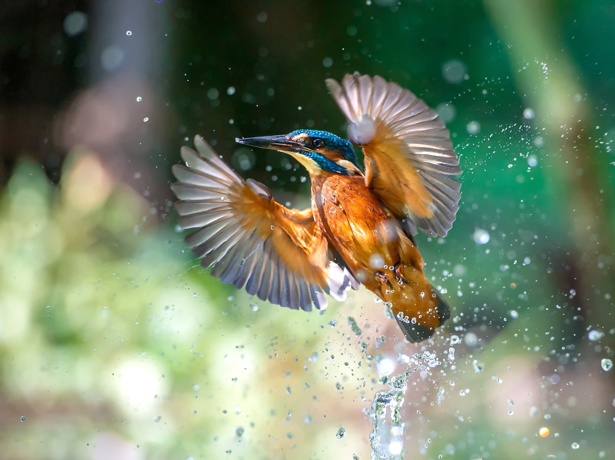 Laden Sie das Tiere, Vögel, Eisvogel-Bild kostenlos auf Ihren PC-Desktop herunter