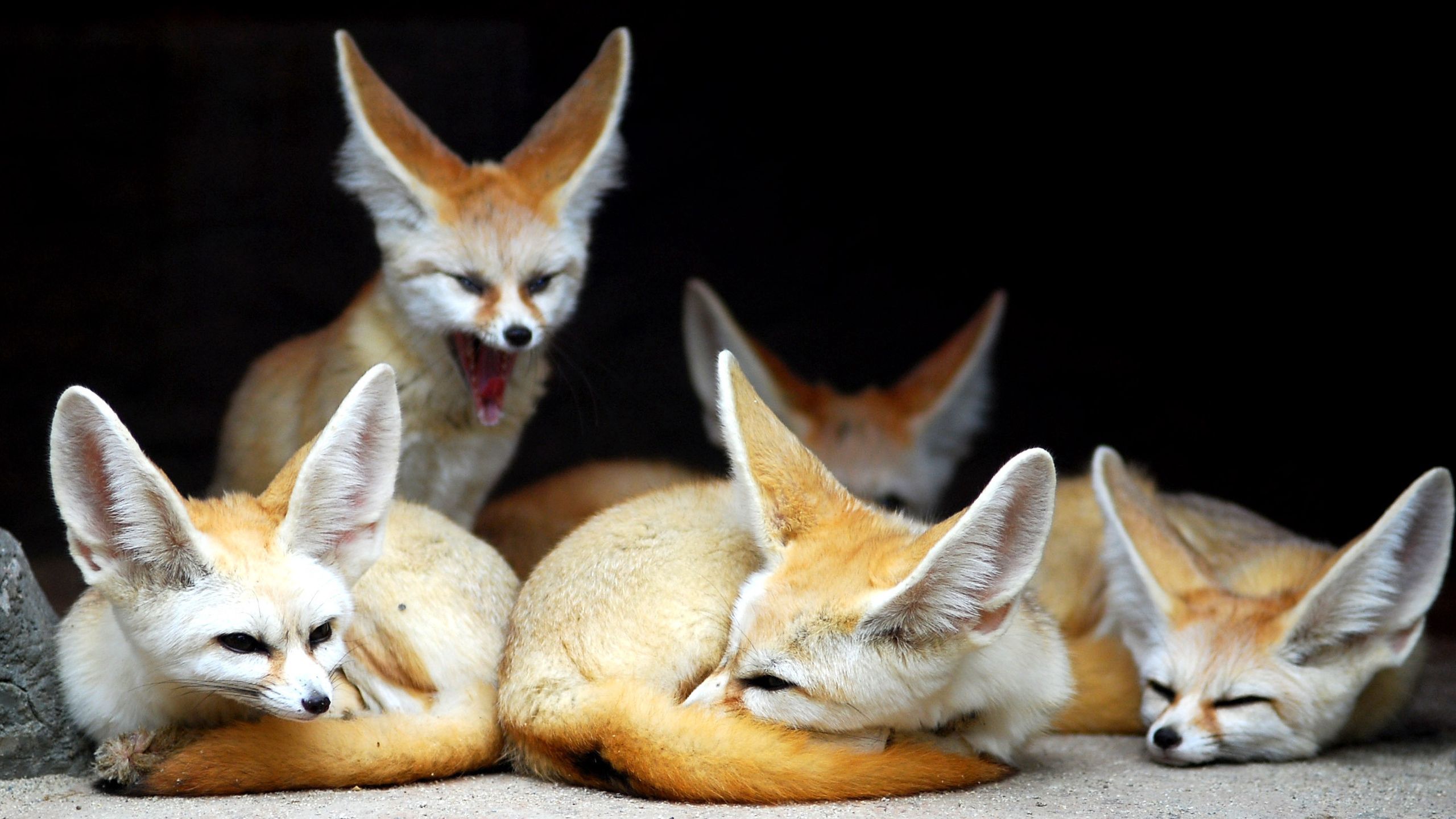 animals, fox, family, fenech, to yawn, yawn, eared