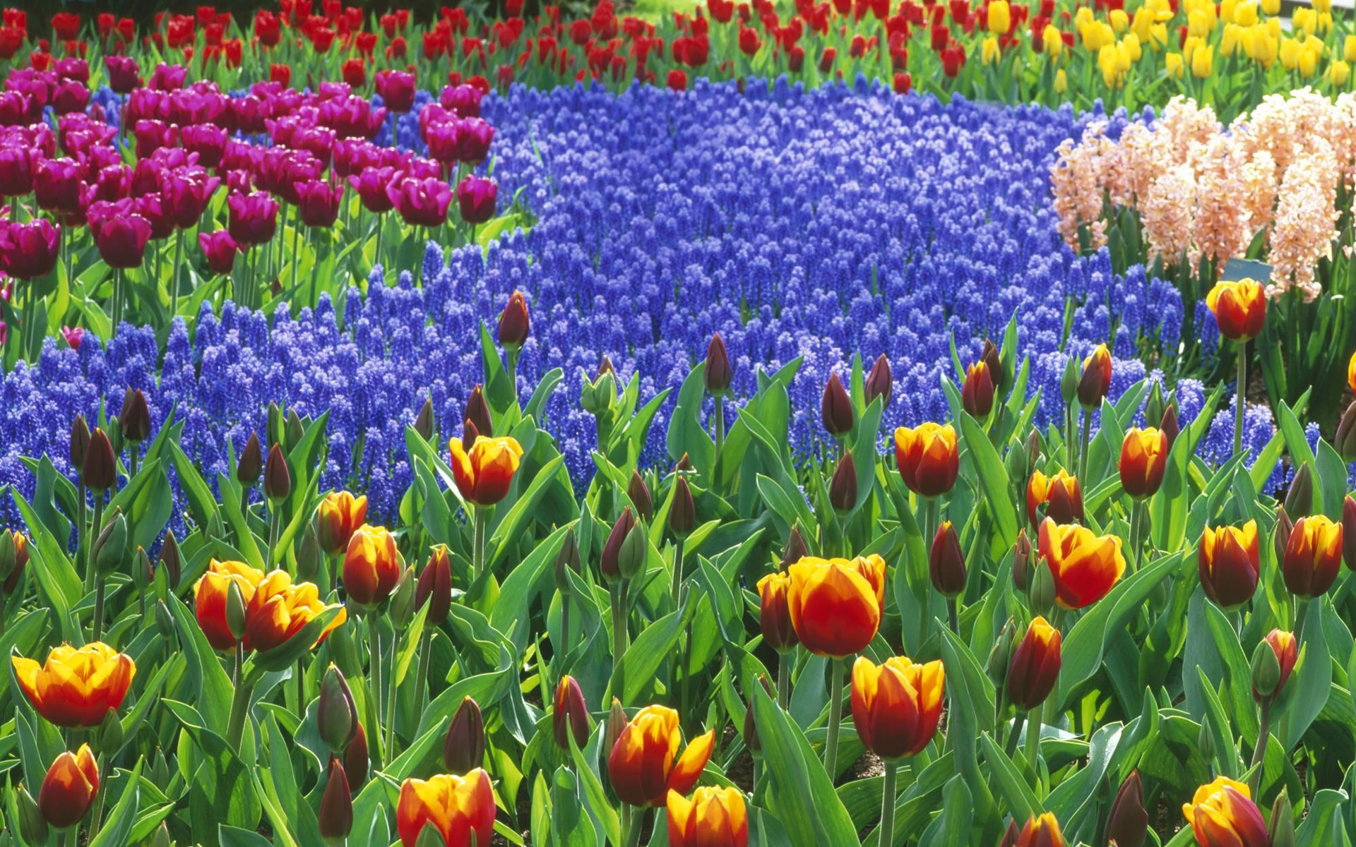 Laden Sie das Blumen, Blume, Erde/natur-Bild kostenlos auf Ihren PC-Desktop herunter