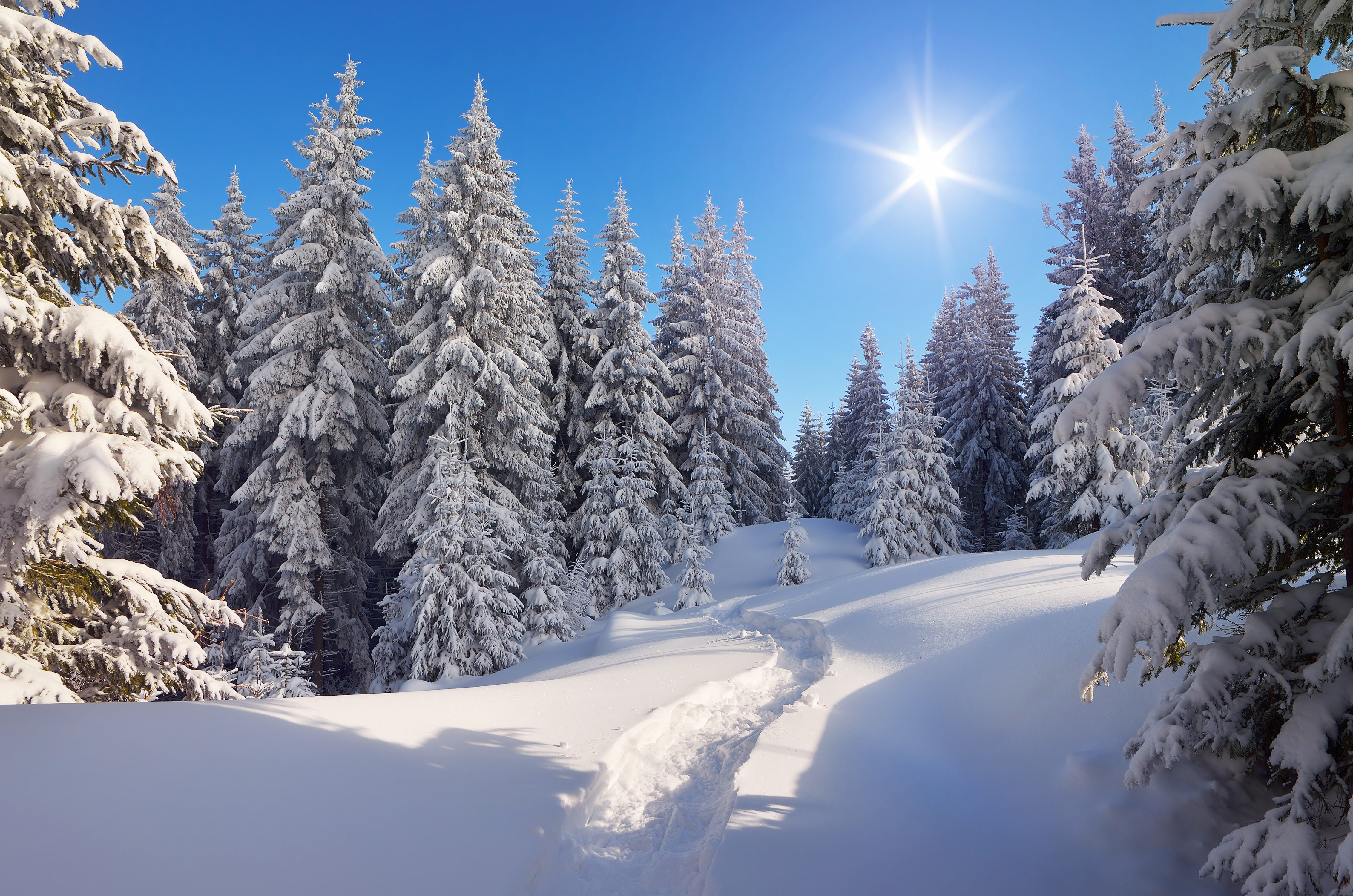 Download mobile wallpaper Winter, Nature, Sun, Snow, Tree, Earth for free.