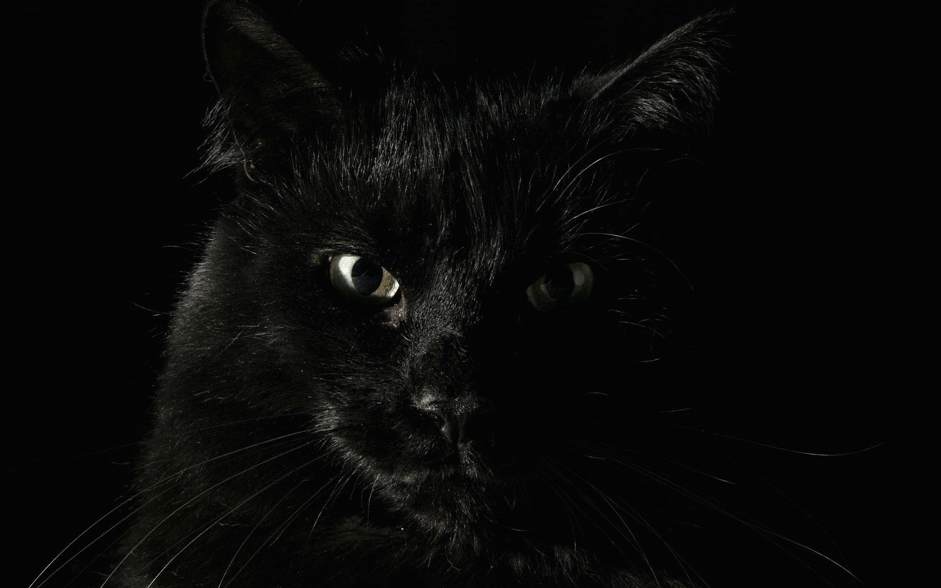 111347 скачать обои кошка, страх, глаза, чёрные, черные, морда - заставки и картинки бесплатно