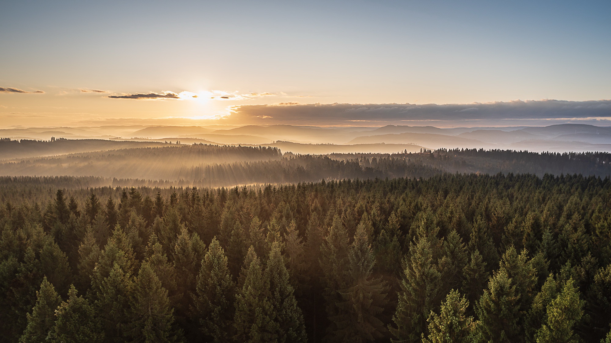 Téléchargez gratuitement l'image Coucher De Soleil, Horizon, Forêt, Brouillard, Ciel, La Nature, Terre/nature sur le bureau de votre PC