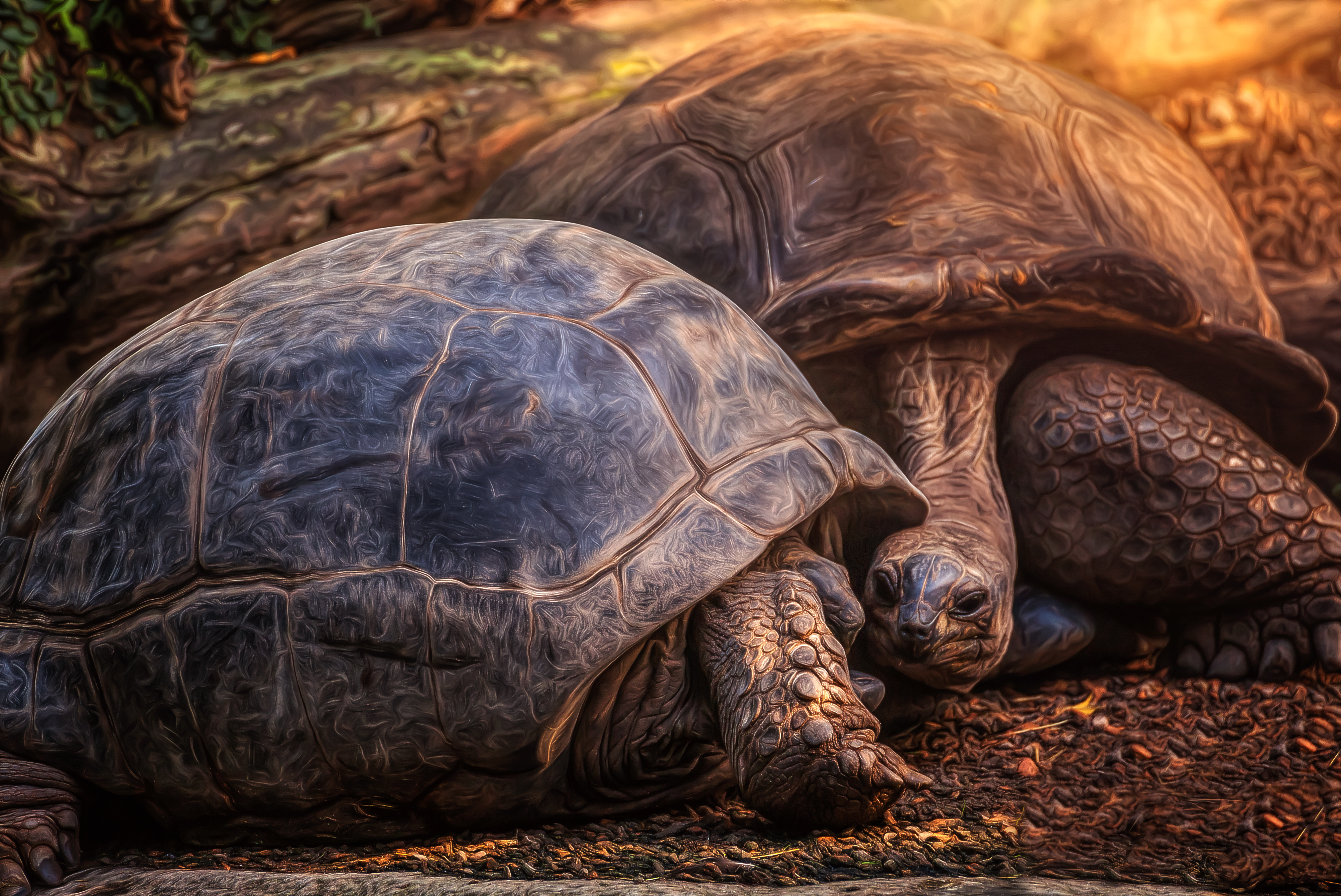 Laden Sie das Tiere, Schildkröte, Schildkröten, Landschildkröten-Bild kostenlos auf Ihren PC-Desktop herunter