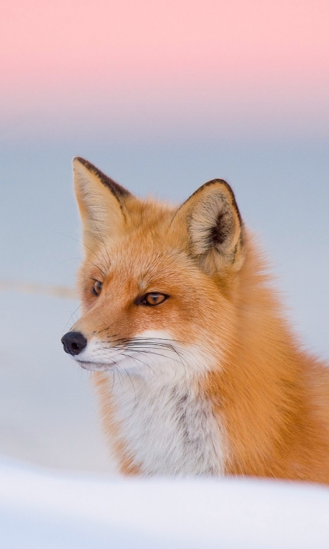 Download mobile wallpaper Winter, Fox, Animal, Red Fox for free.