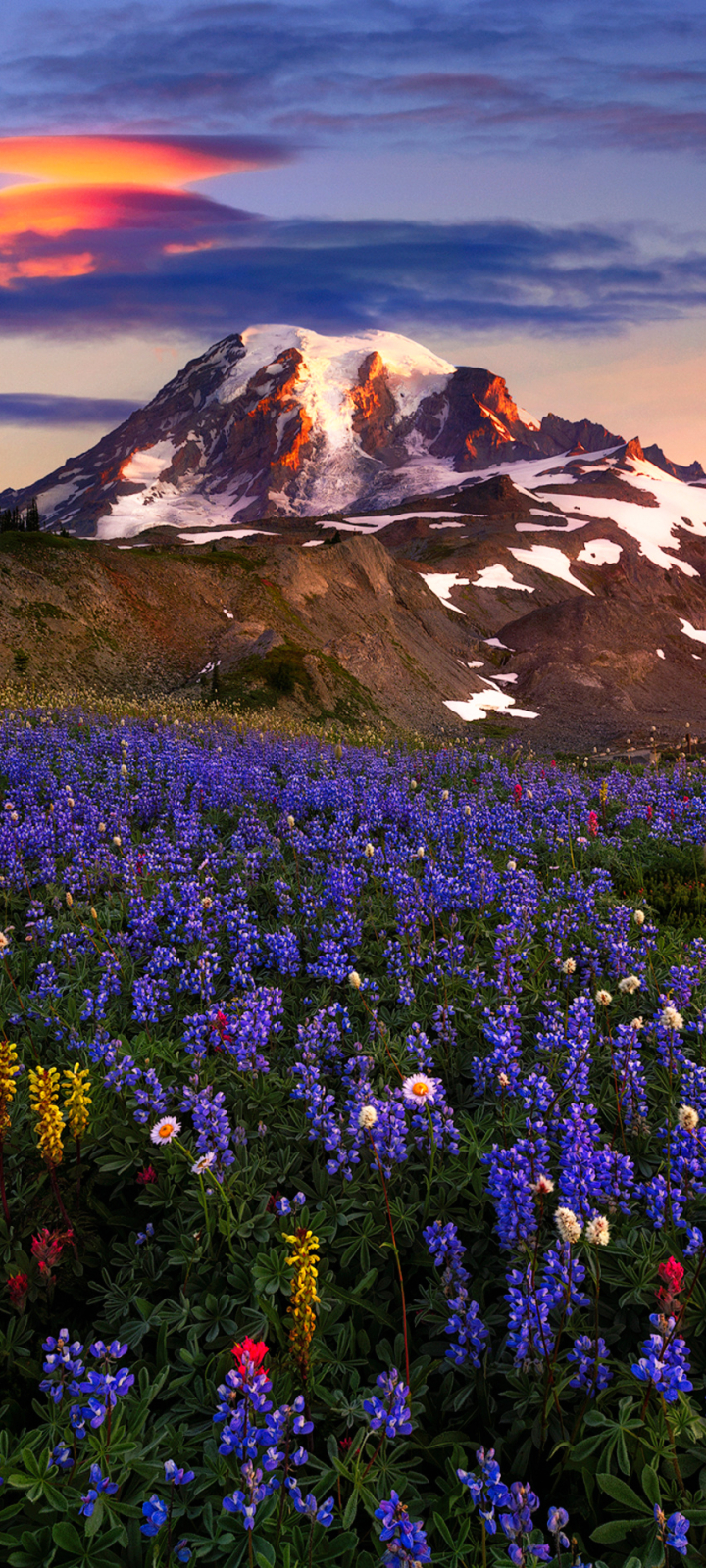 Скачать картинку Природа, Гора, Луг, Полевой Цветок, Фиолетовый Цветок, Земля/природа в телефон бесплатно.