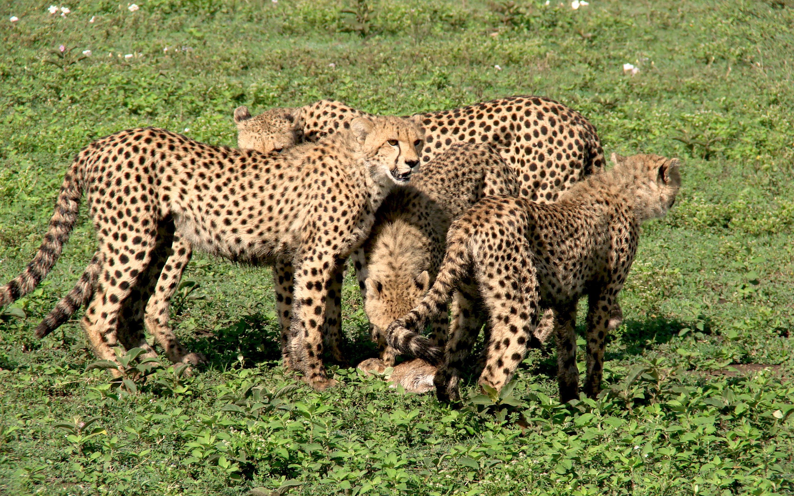 Free download wallpaper Cheetah, Cats, Animal on your PC desktop