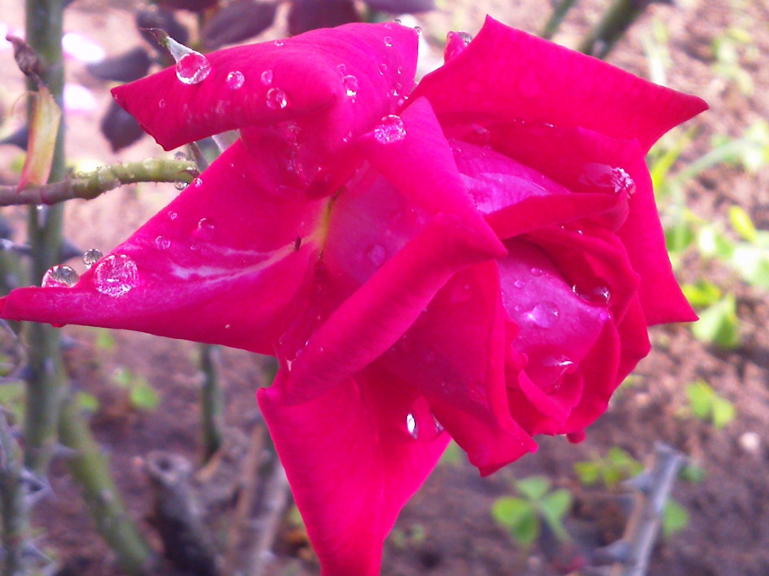 pink rose, earth, rose, flower, water drop, flowers