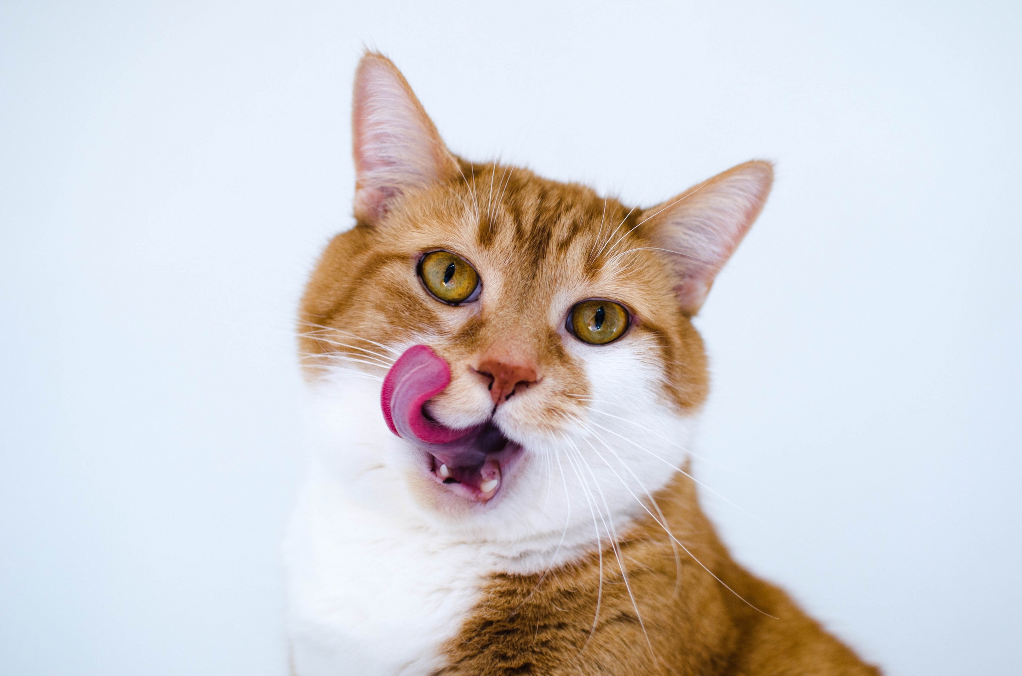 animals, cat, muzzle, spotted, spotty, language, tongue, lick your lips, licking
