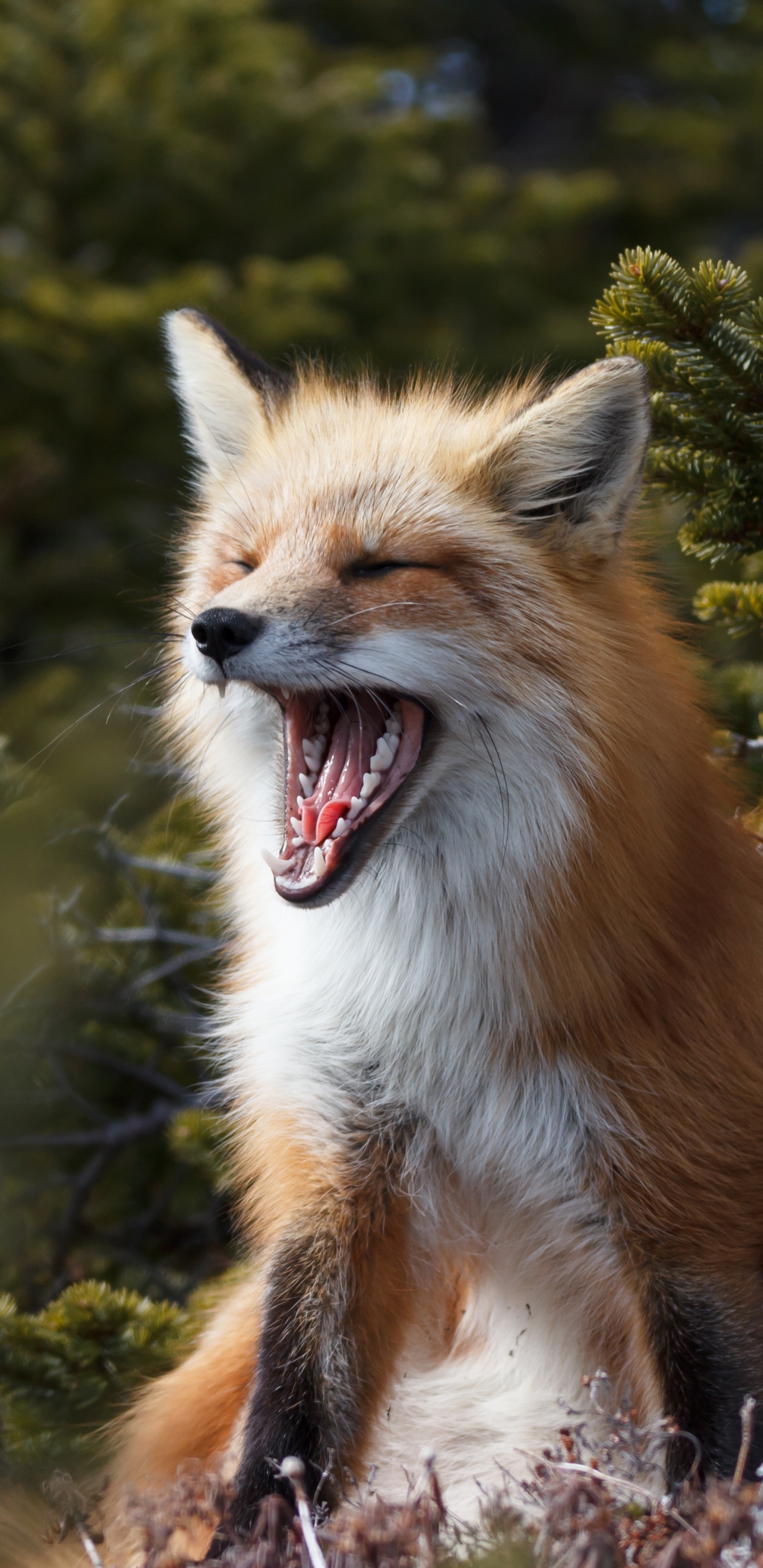 Download mobile wallpaper Fox, Animal for free.