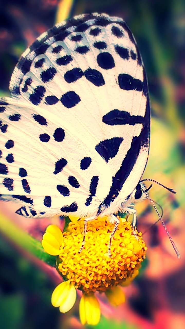 Download mobile wallpaper Butterfly, Animal for free.