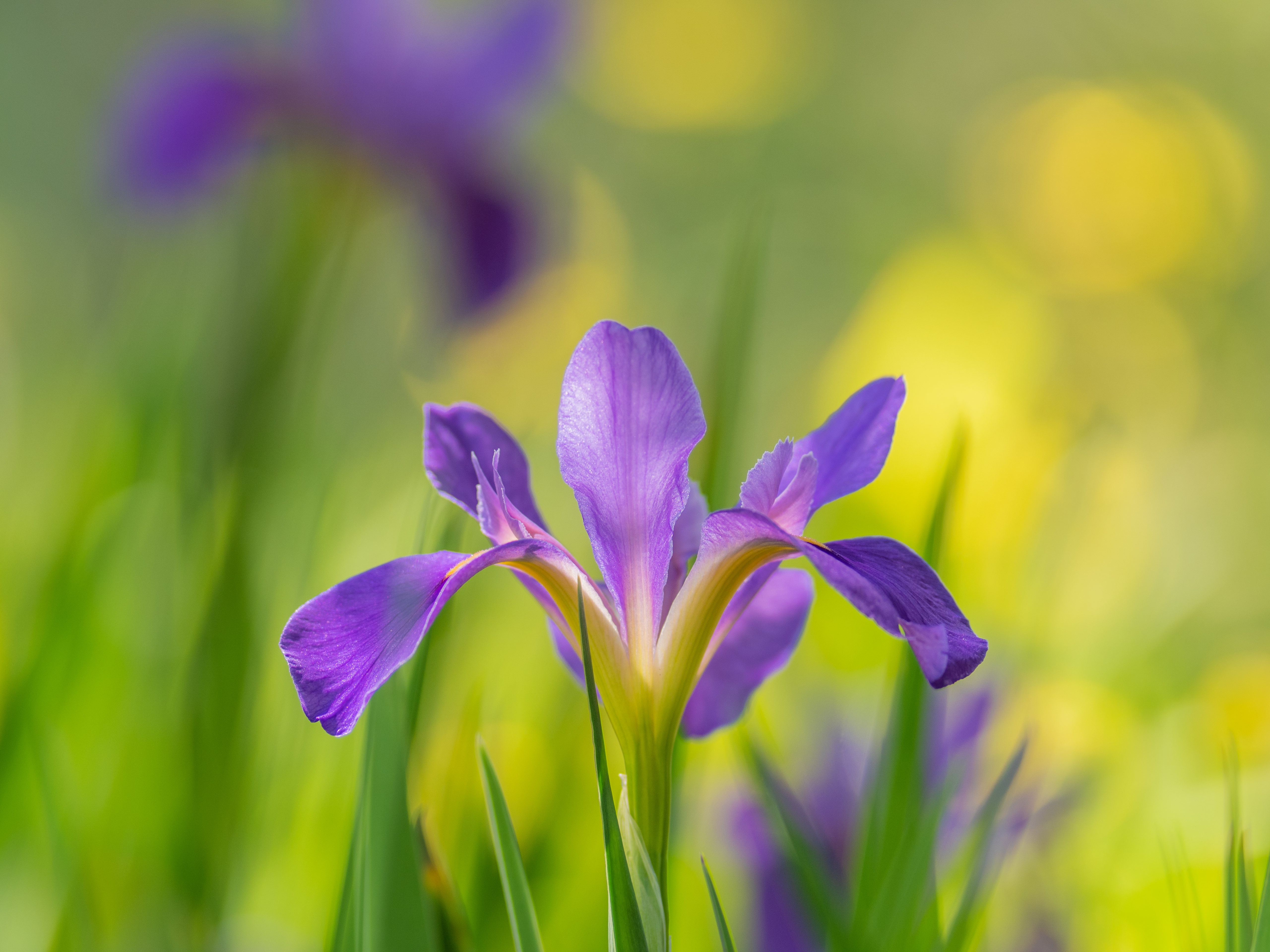 Download mobile wallpaper Flowers, Iris, Flower, Earth for free.