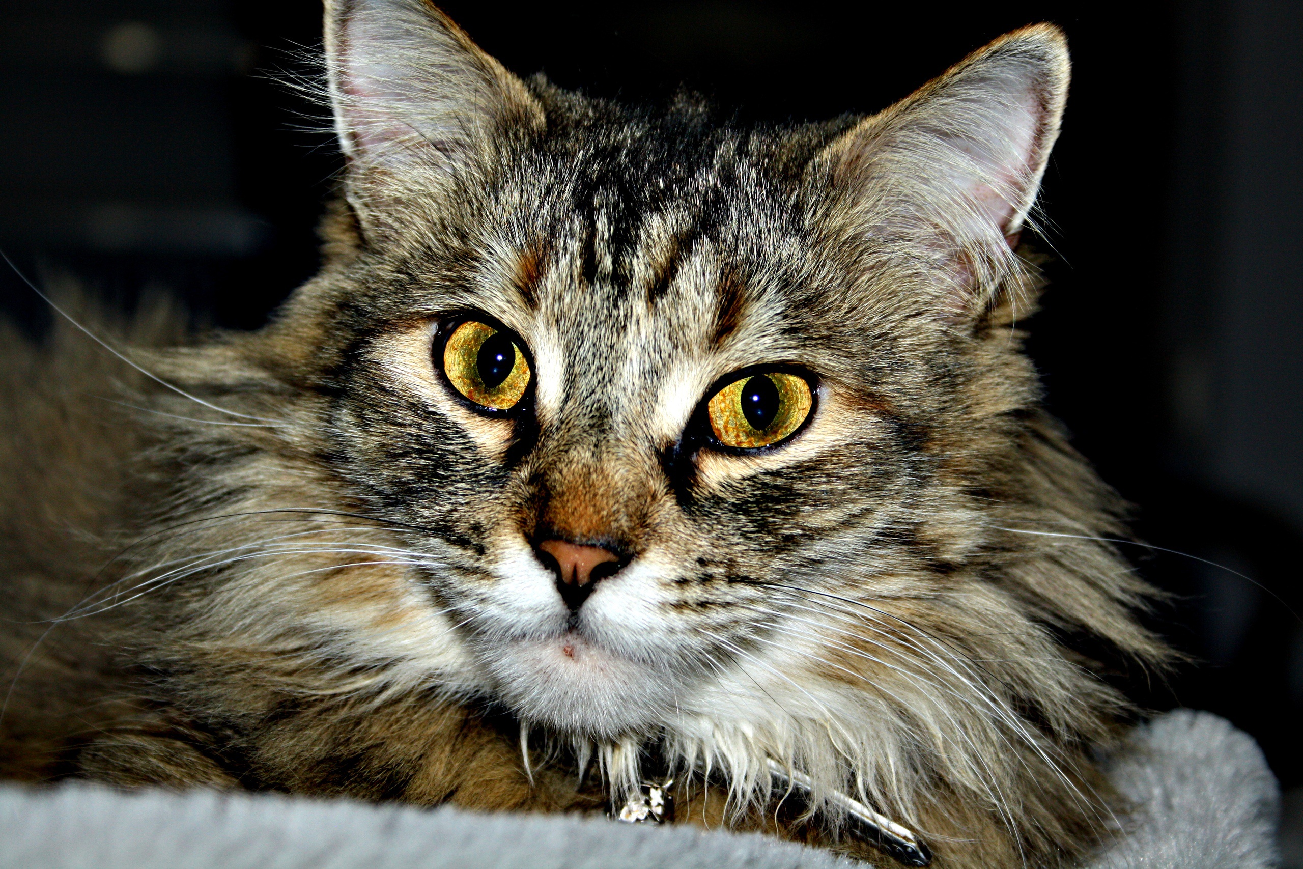 Descarga gratis la imagen Animales, Gatos, Gato, Mirar Fijamente en el escritorio de tu PC