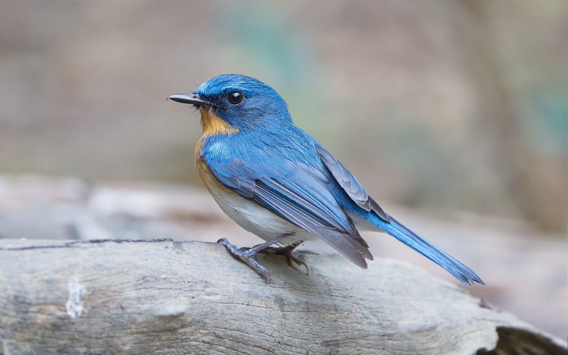 Téléchargez des papiers peints mobile Oiseau, Des Oiseaux, Animaux gratuitement.