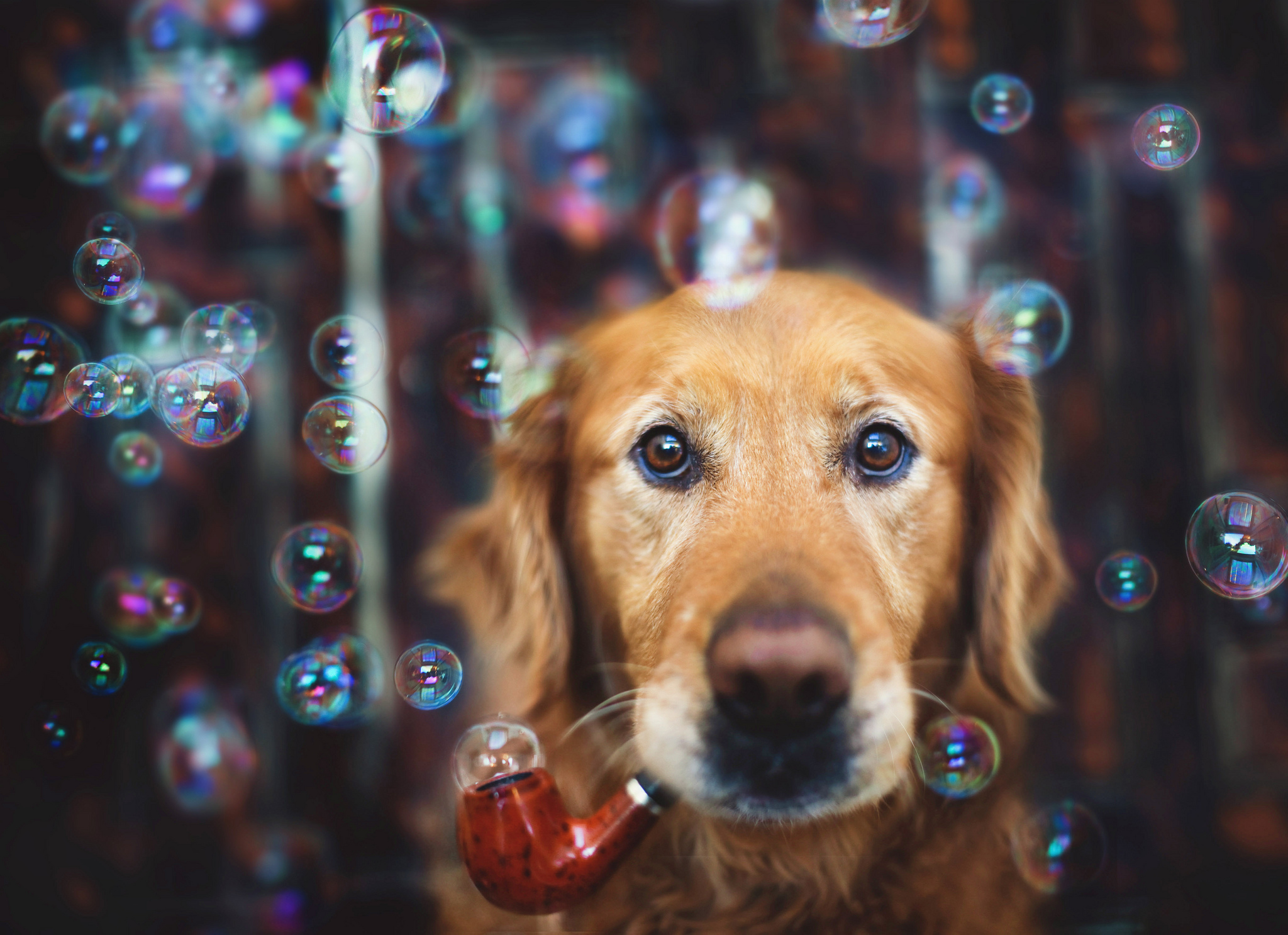 367966 скачать обои животные, золотистый ретривер, пузыри, собака, трубка, собаки - заставки и картинки бесплатно