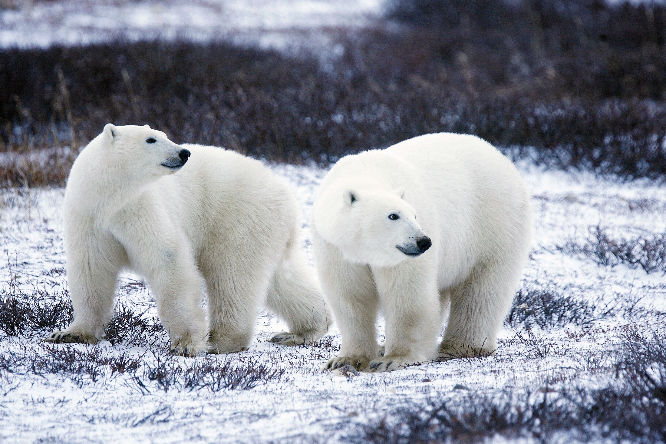 Download mobile wallpaper Snow, Animal, Polar Bear, Mammal for free.