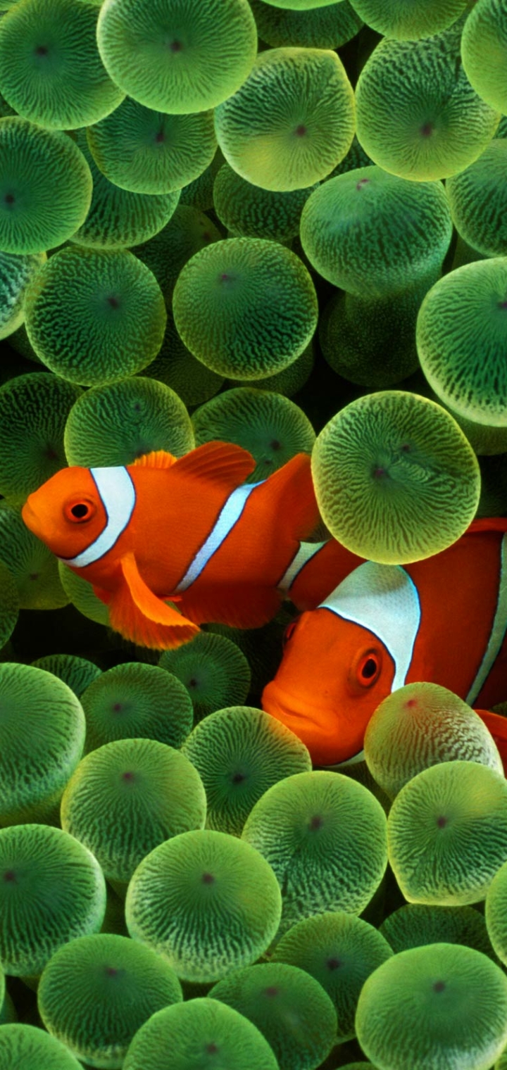 Download mobile wallpaper Fishes, Animal, Fish, Sea Anemone, Clownfish for free.