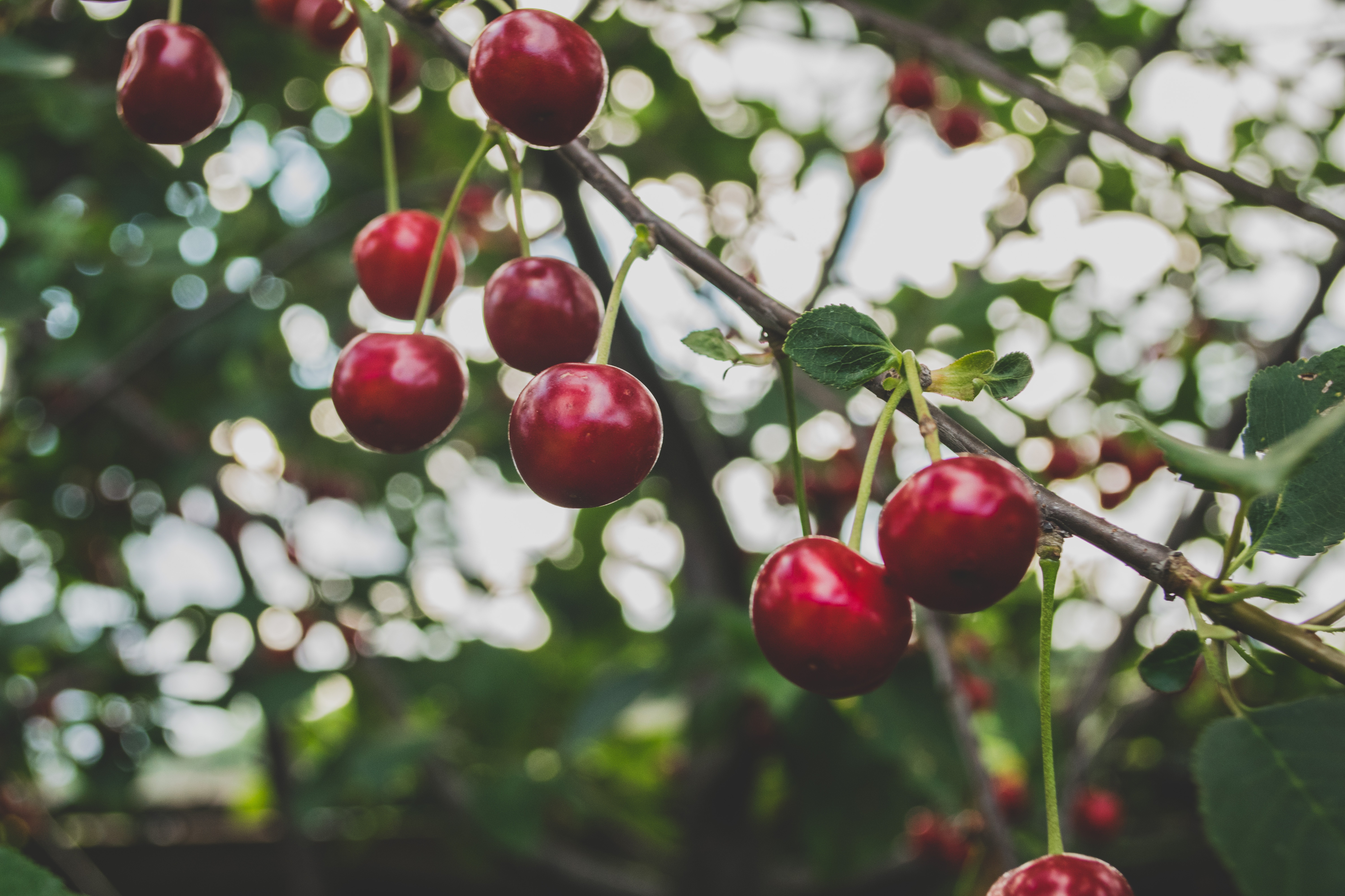 Free download wallpaper Ripe, Berries, Branch, Food, Cherry on your PC desktop